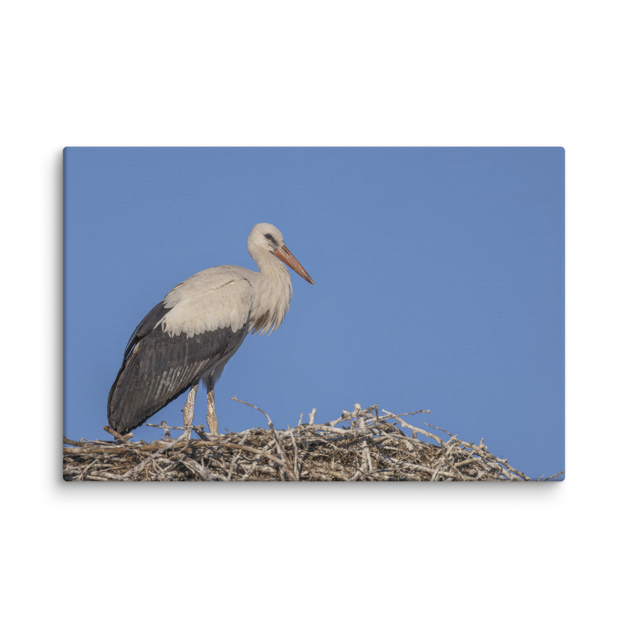 Juvenile White stork! Canvas - Image 22