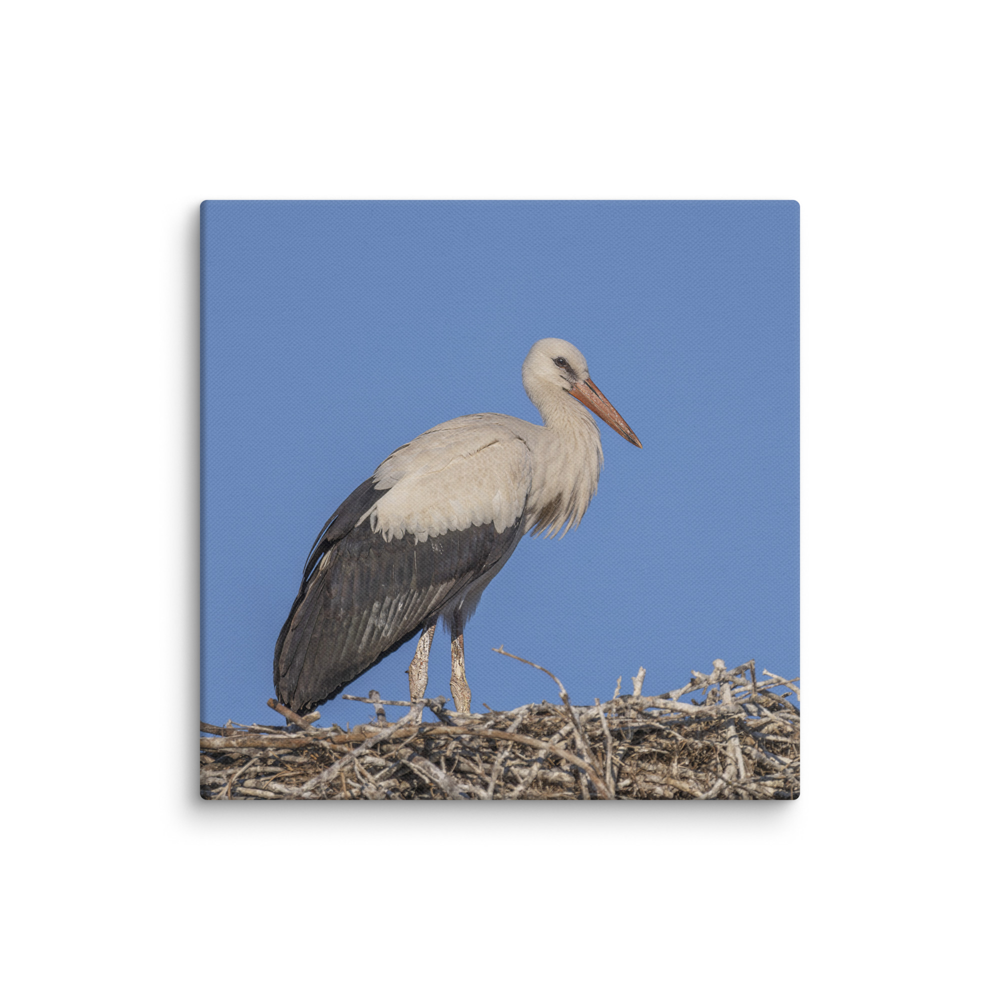 Juvenile White stork! Canvas - Image 23