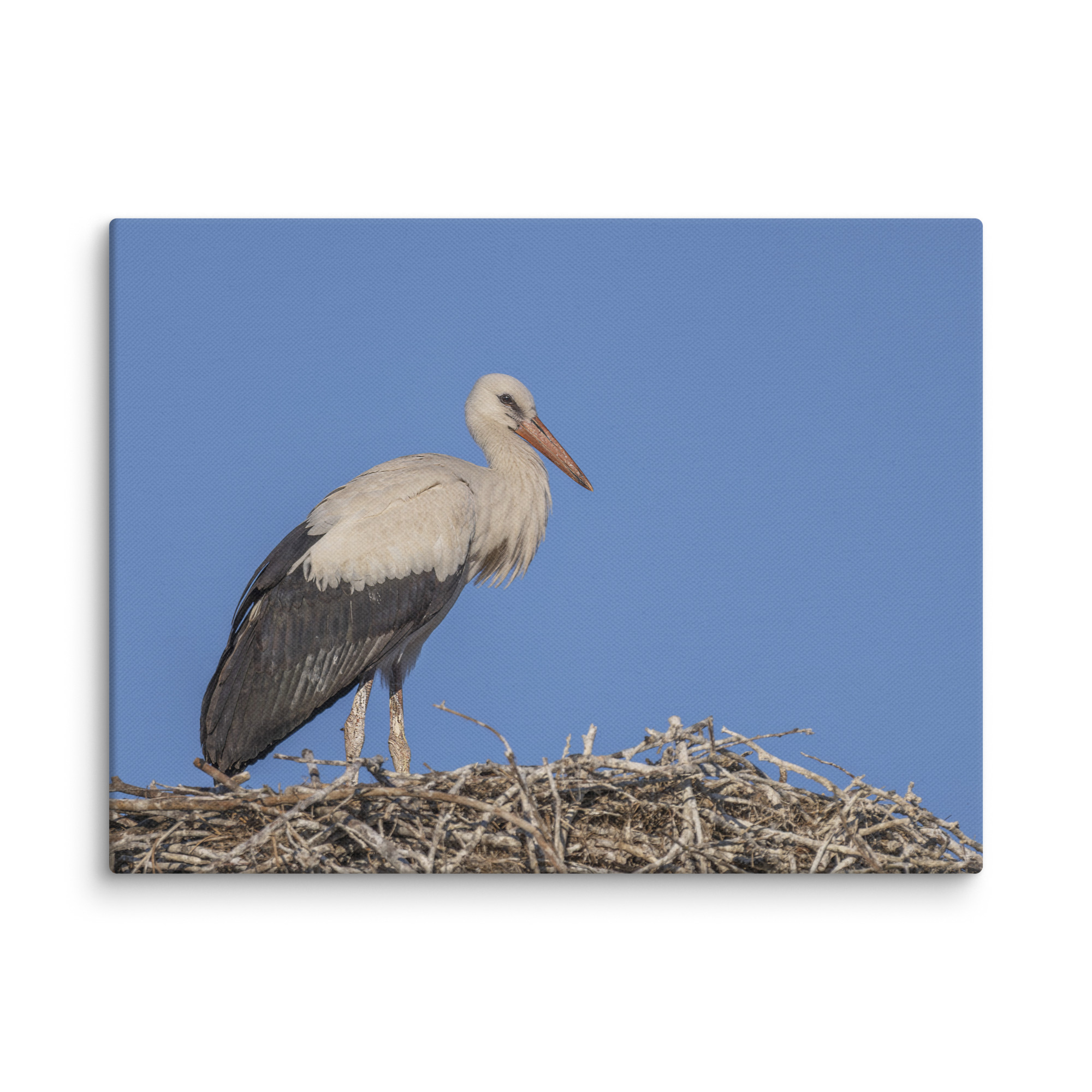 Juvenile White stork! Canvas - Image 24
