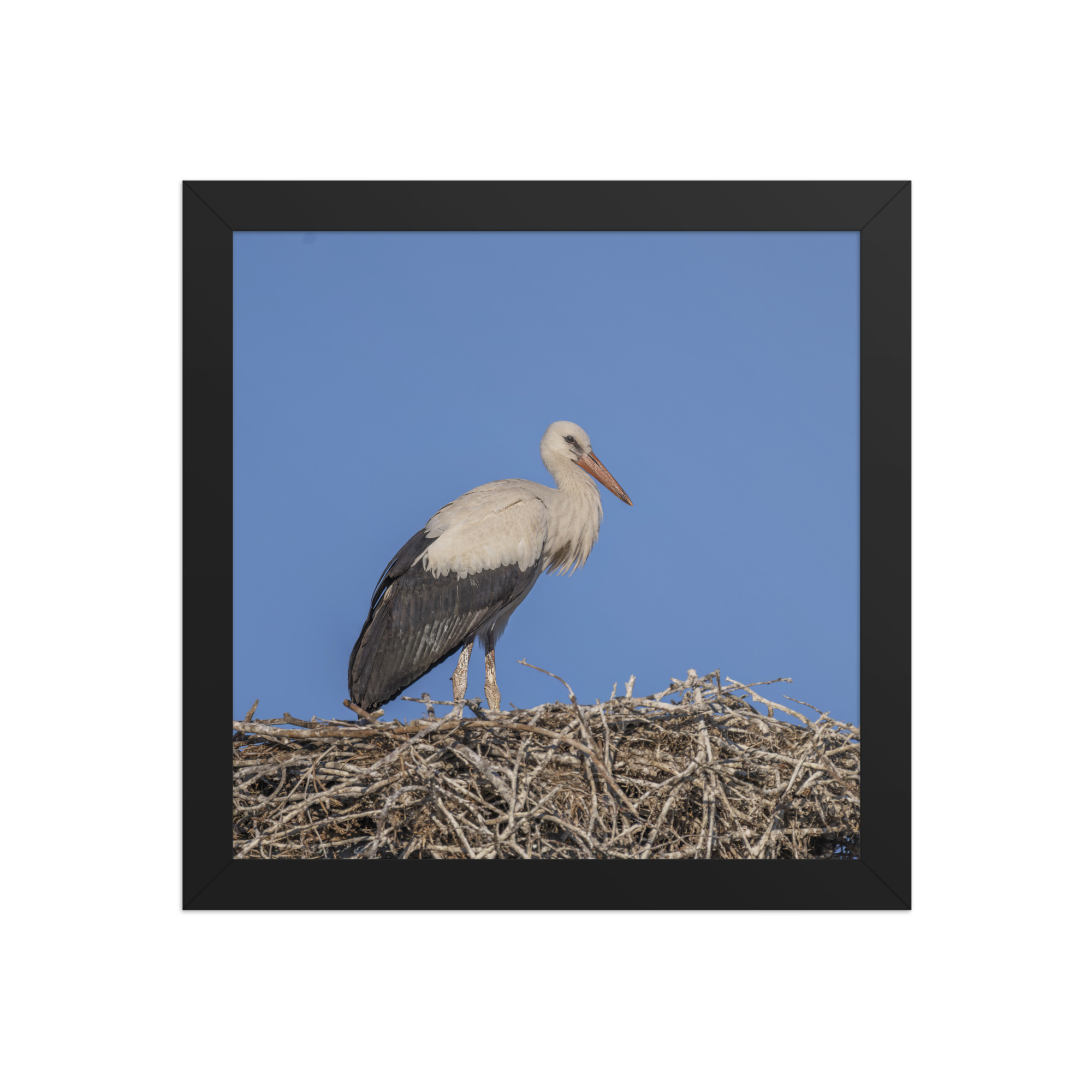 Juvenile White stork! Framed poster - Image 3