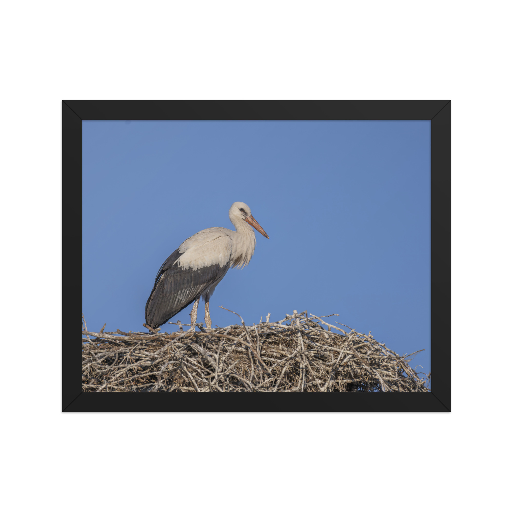 Juvenile White stork! Framed poster - Image 4