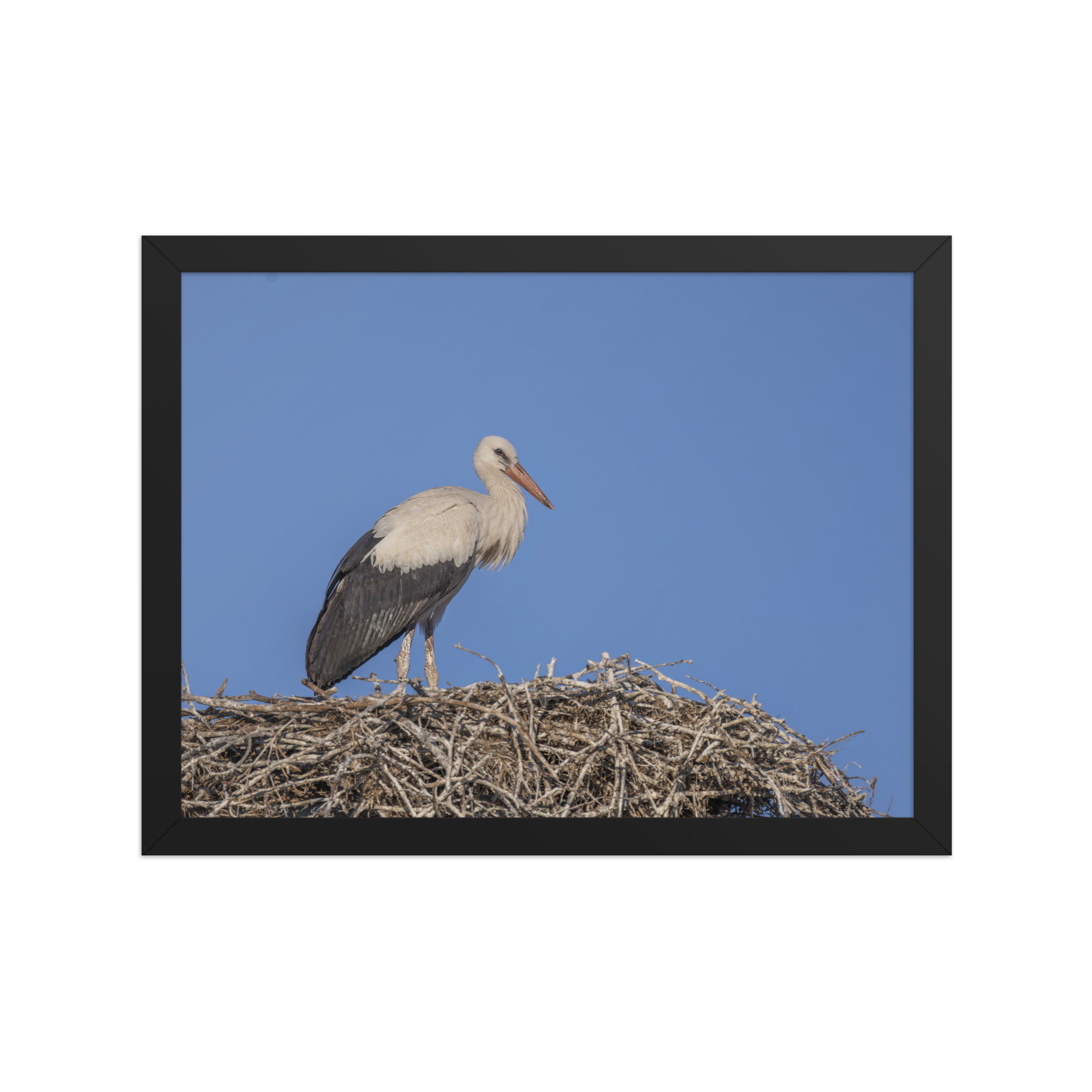 Juvenile White stork! Framed poster - Image 6
