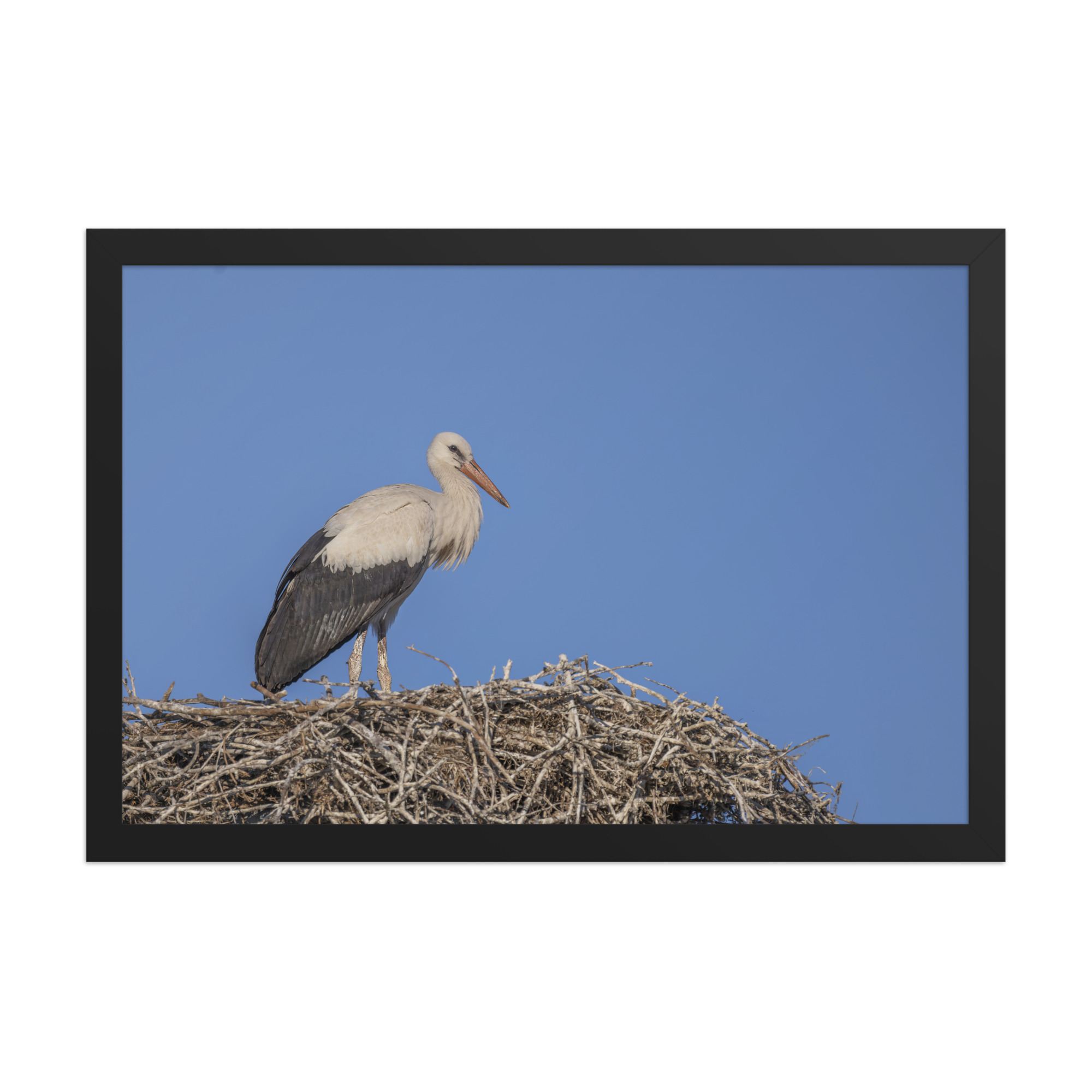 Juvenile White stork! Framed poster - Image 7