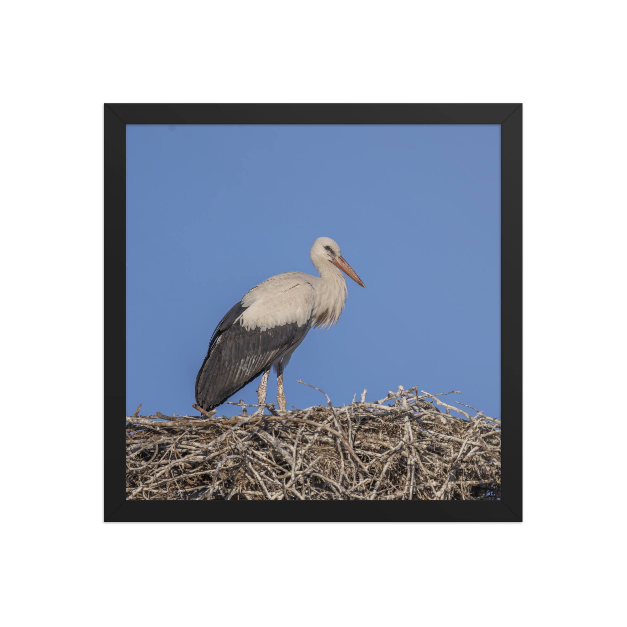 Juvenile White stork! Framed poster - Image 8