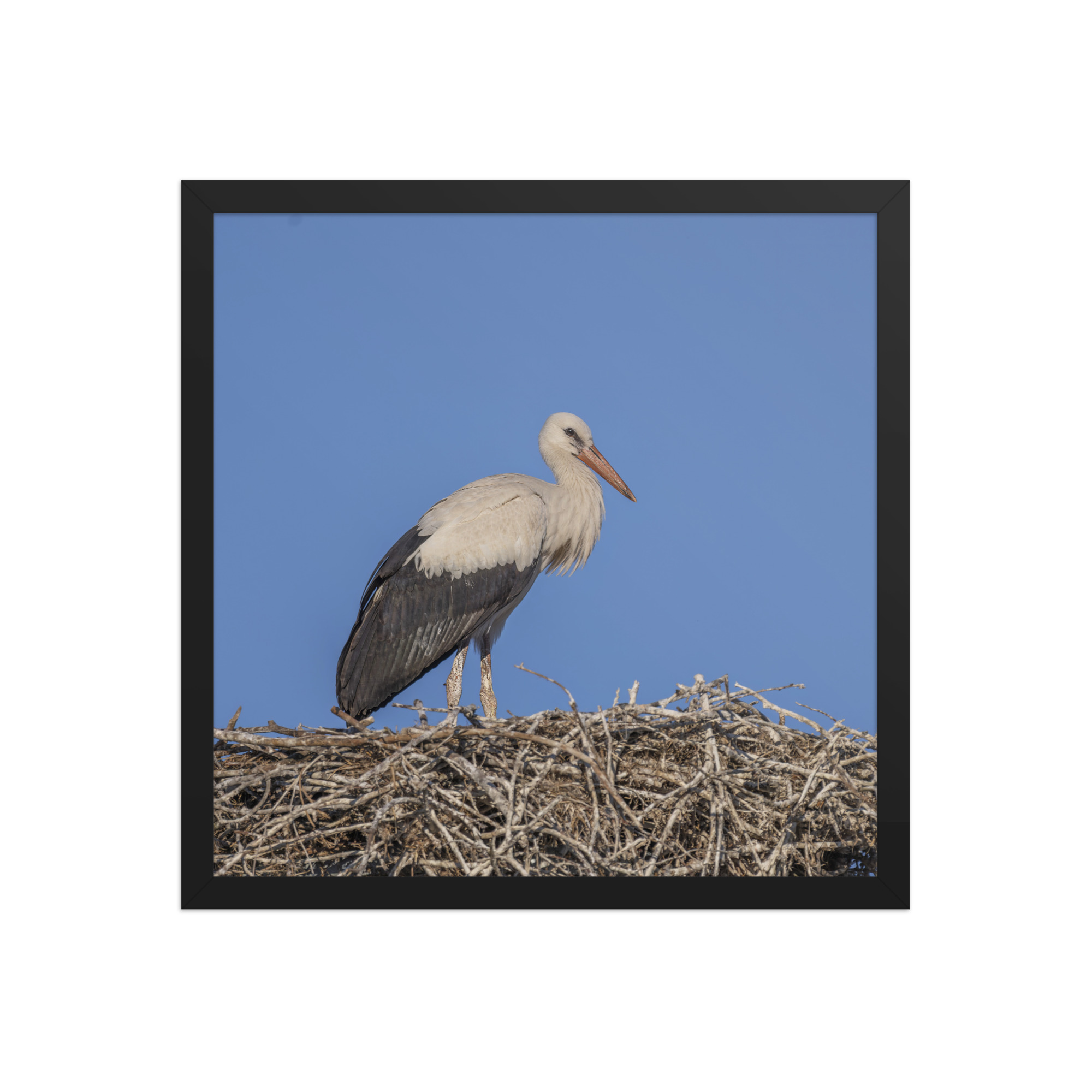 Juvenile White stork! Framed poster - Image 9