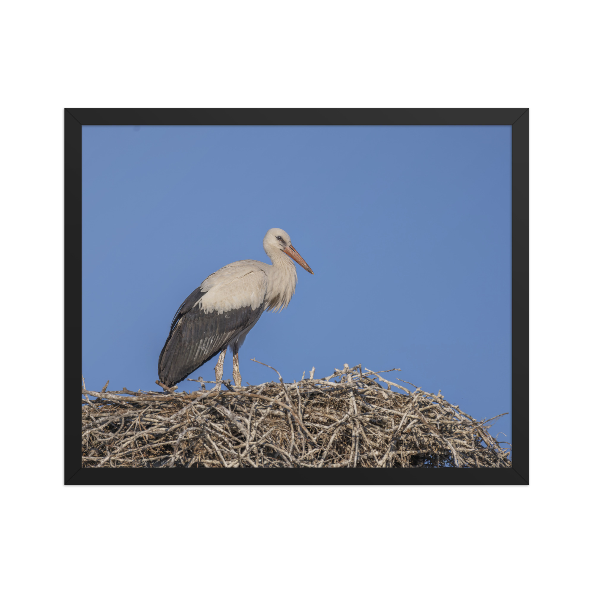 Juvenile White stork! Framed poster - Image 10