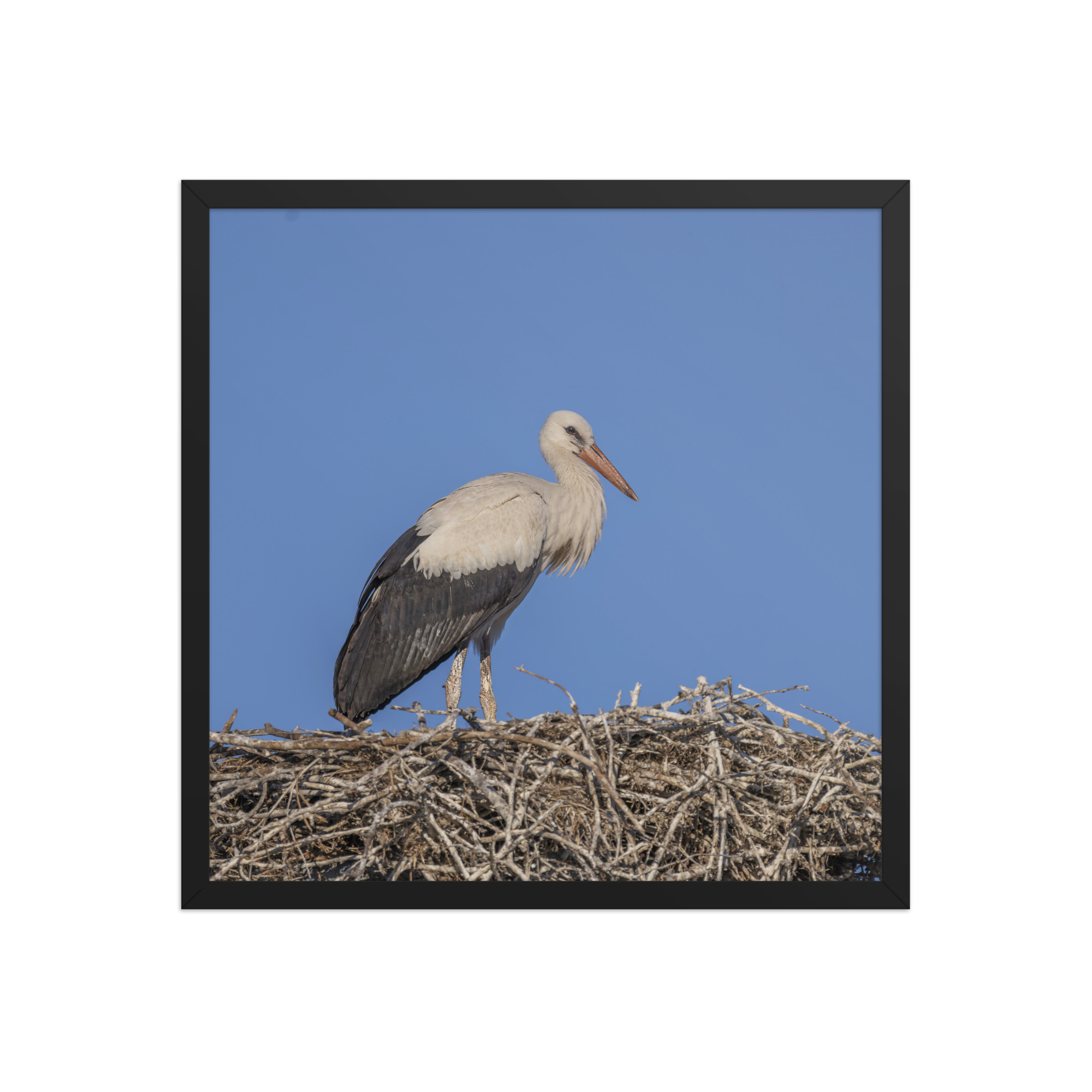 Juvenile White stork! Framed poster - Image 11