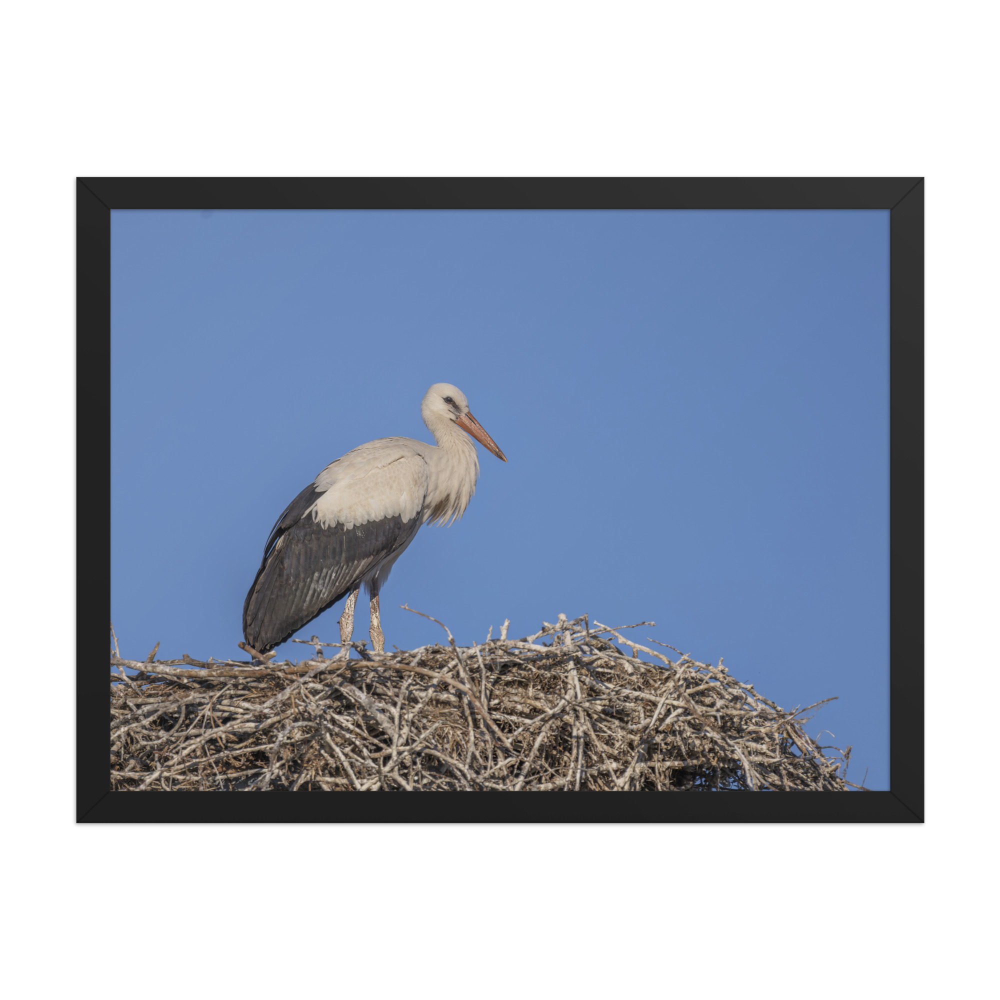 Juvenile White stork! Framed poster - Image 12