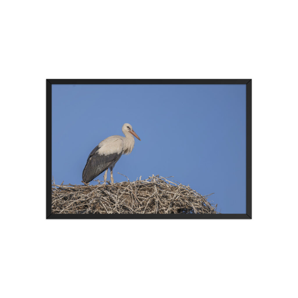 Juvenile White stork! Framed poster