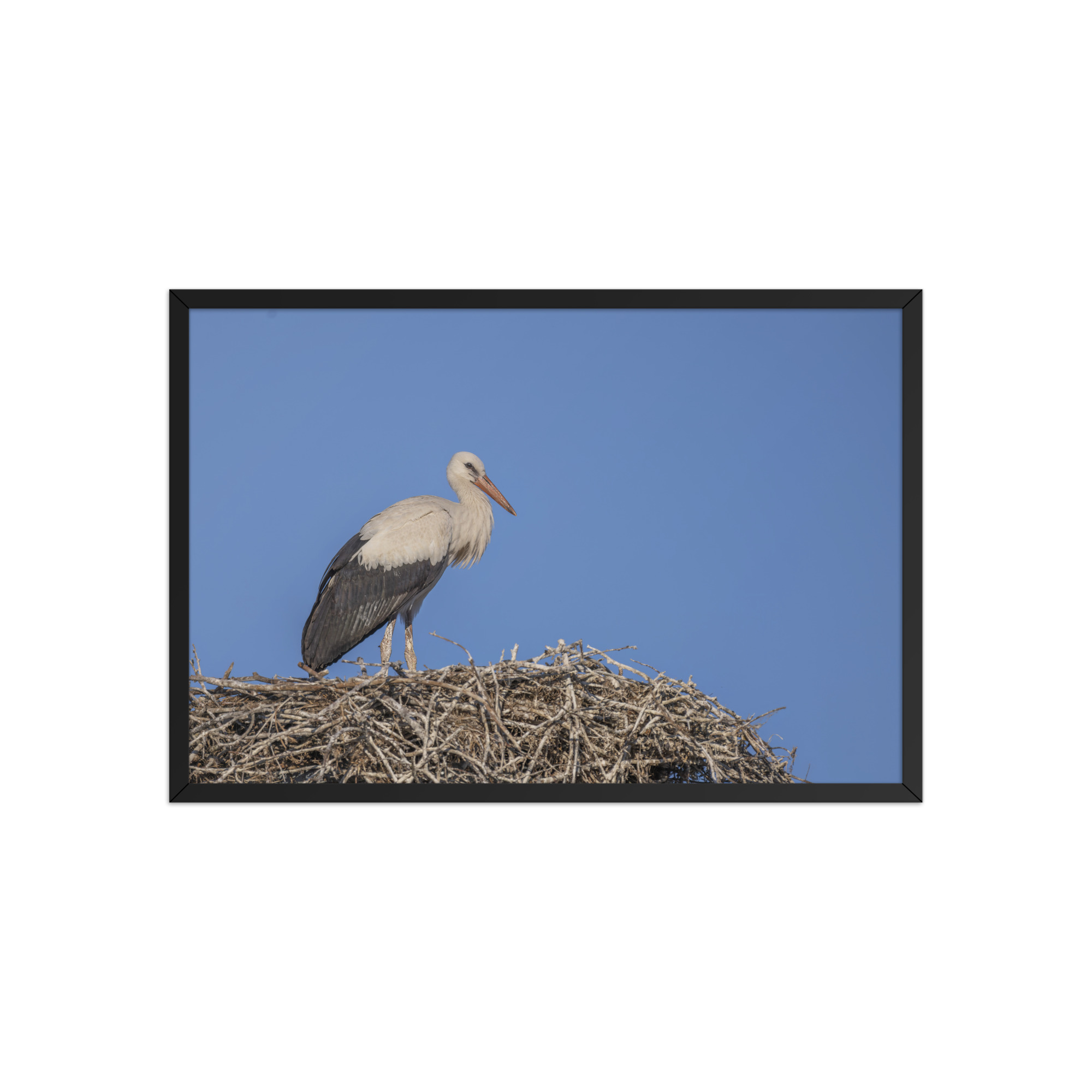 Juvenile White stork! Framed poster
