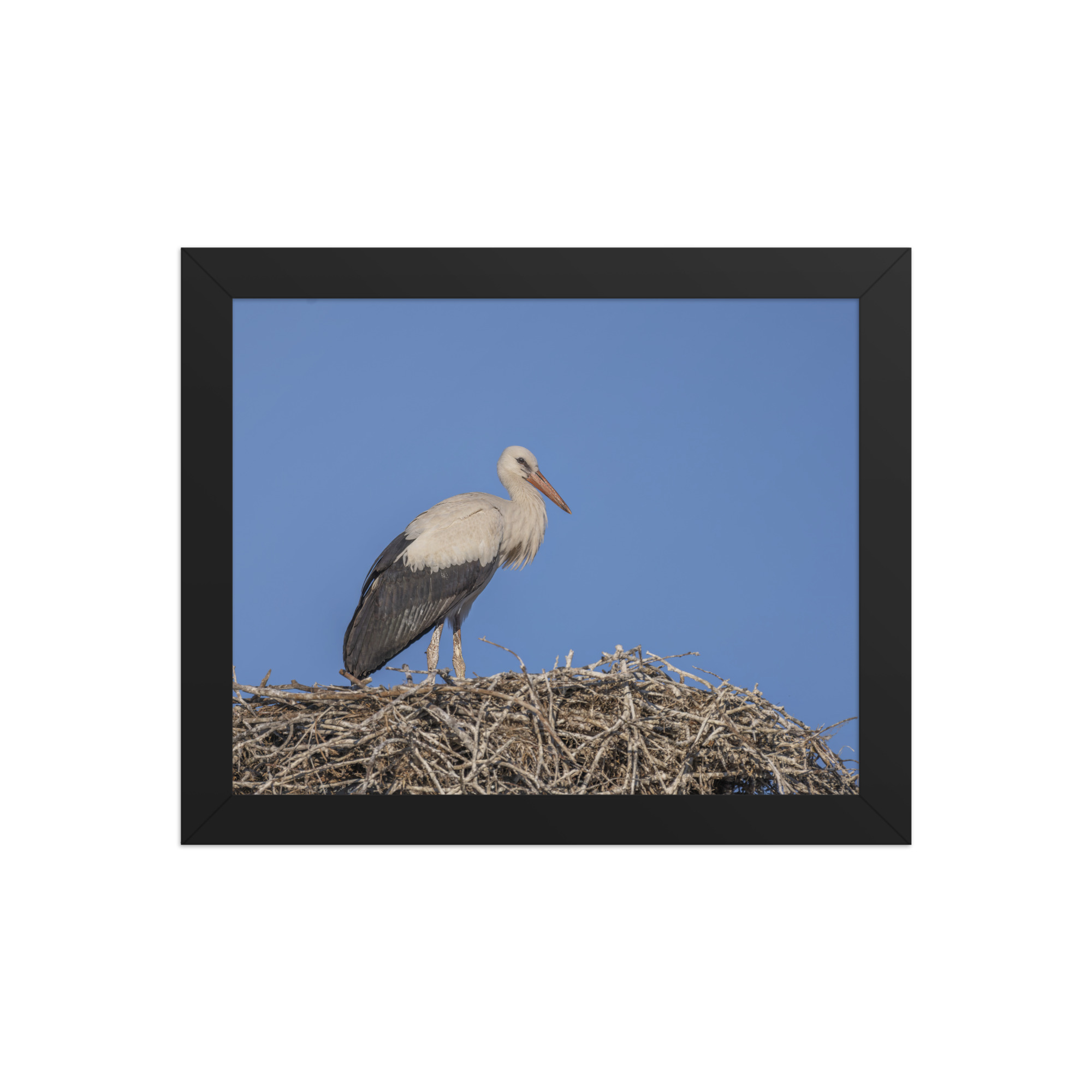 Juvenile White stork! Framed poster - Image 2