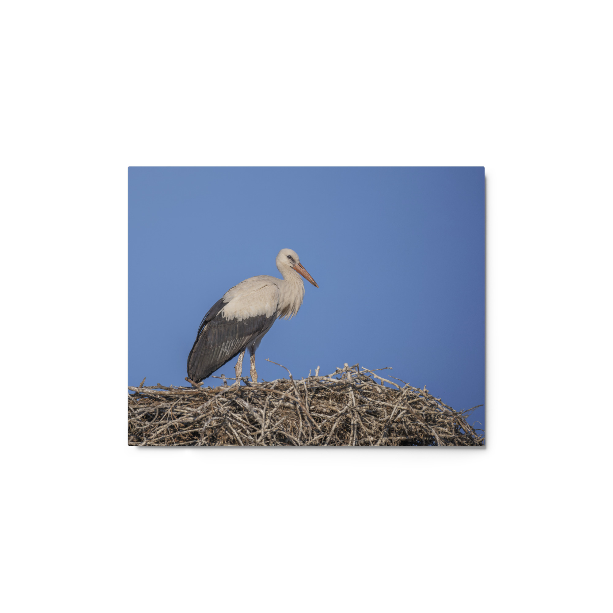 Juvenile White stork! Metal prints - Image 2