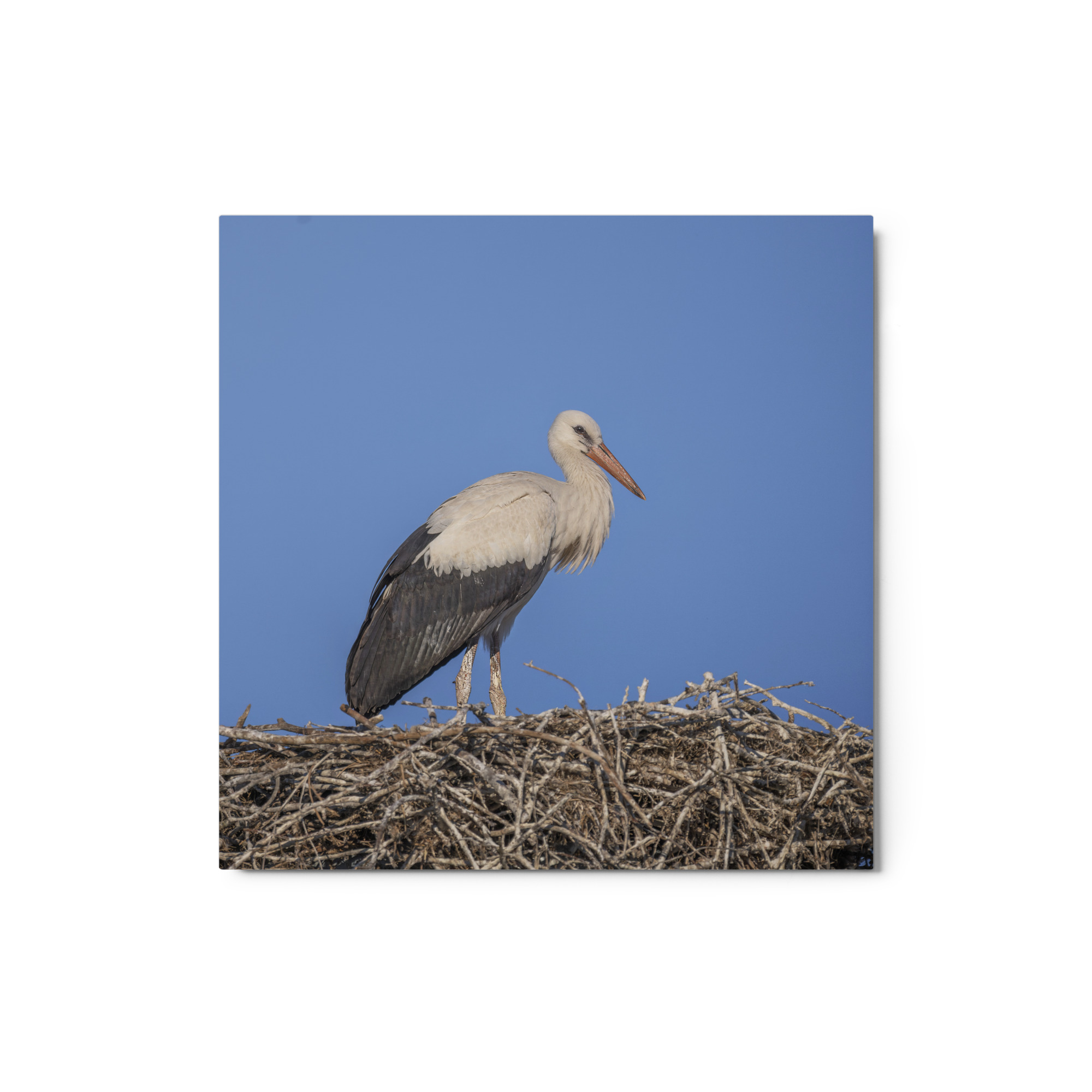 Juvenile White stork! Metal prints - Image 3