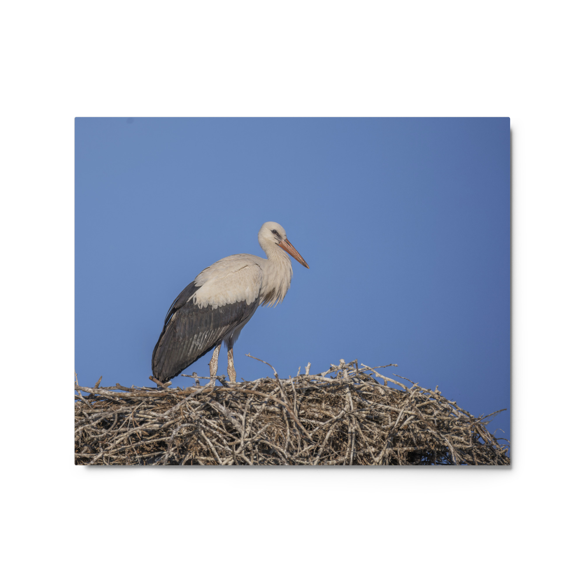 Juvenile White stork! Metal prints - Image 4