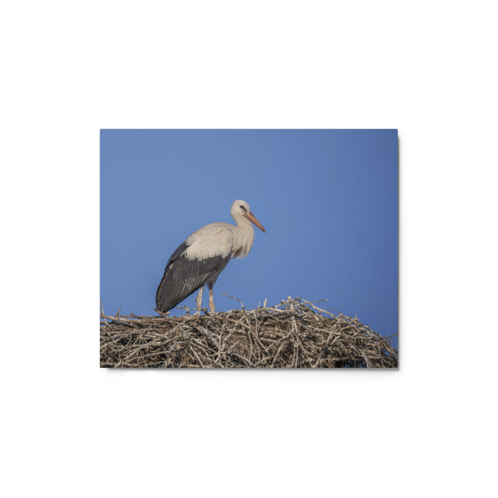 Juvenile White stork! Metal prints