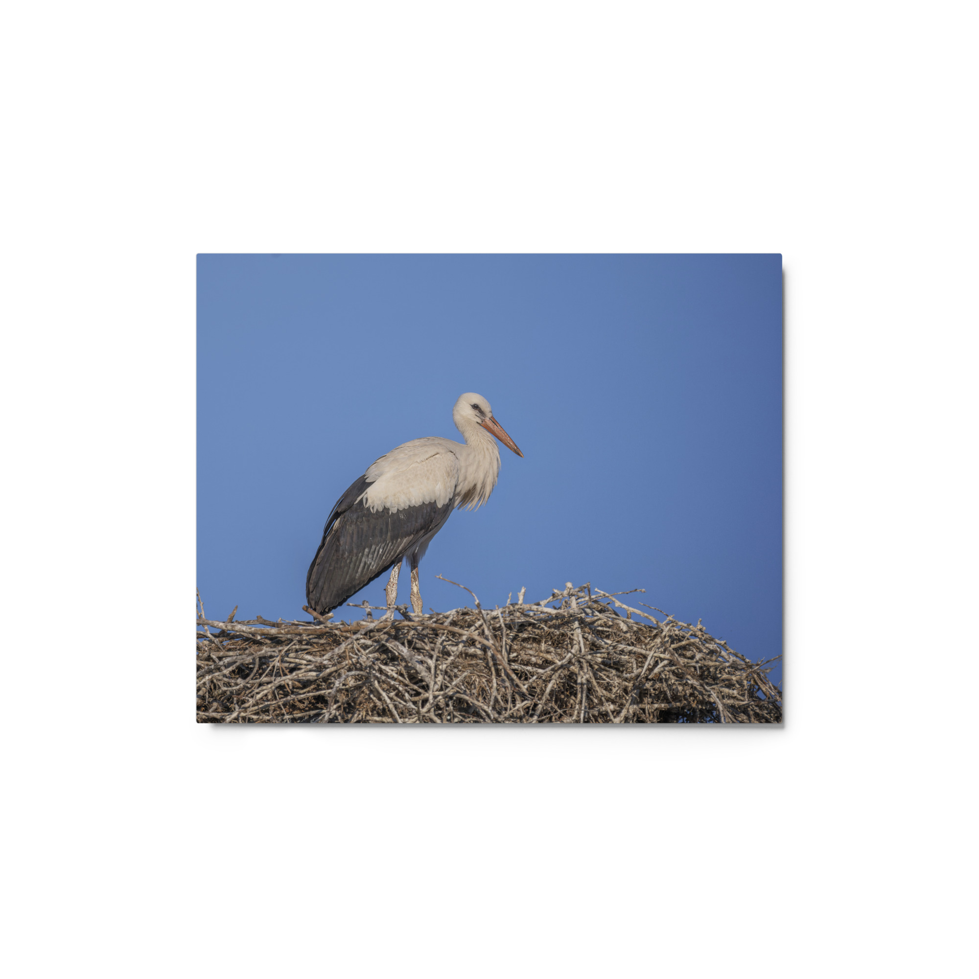 Juvenile White stork! Metal prints