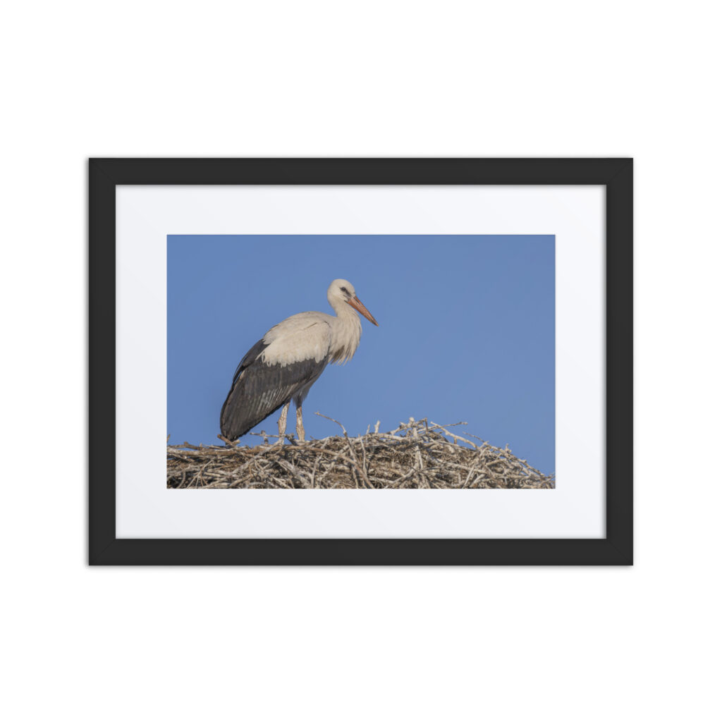 Juvenile White stork! Framed mat poster