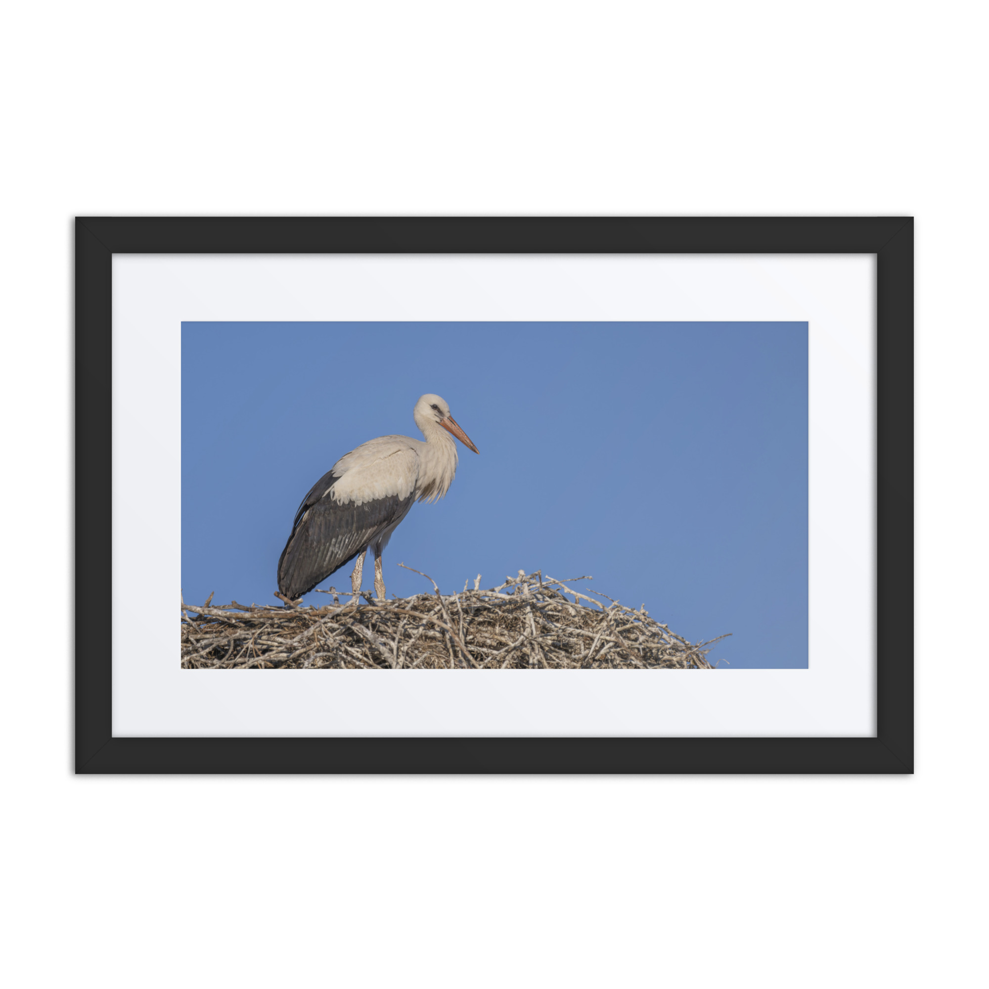 Juvenile White stork! Framed mat poster - Image 2