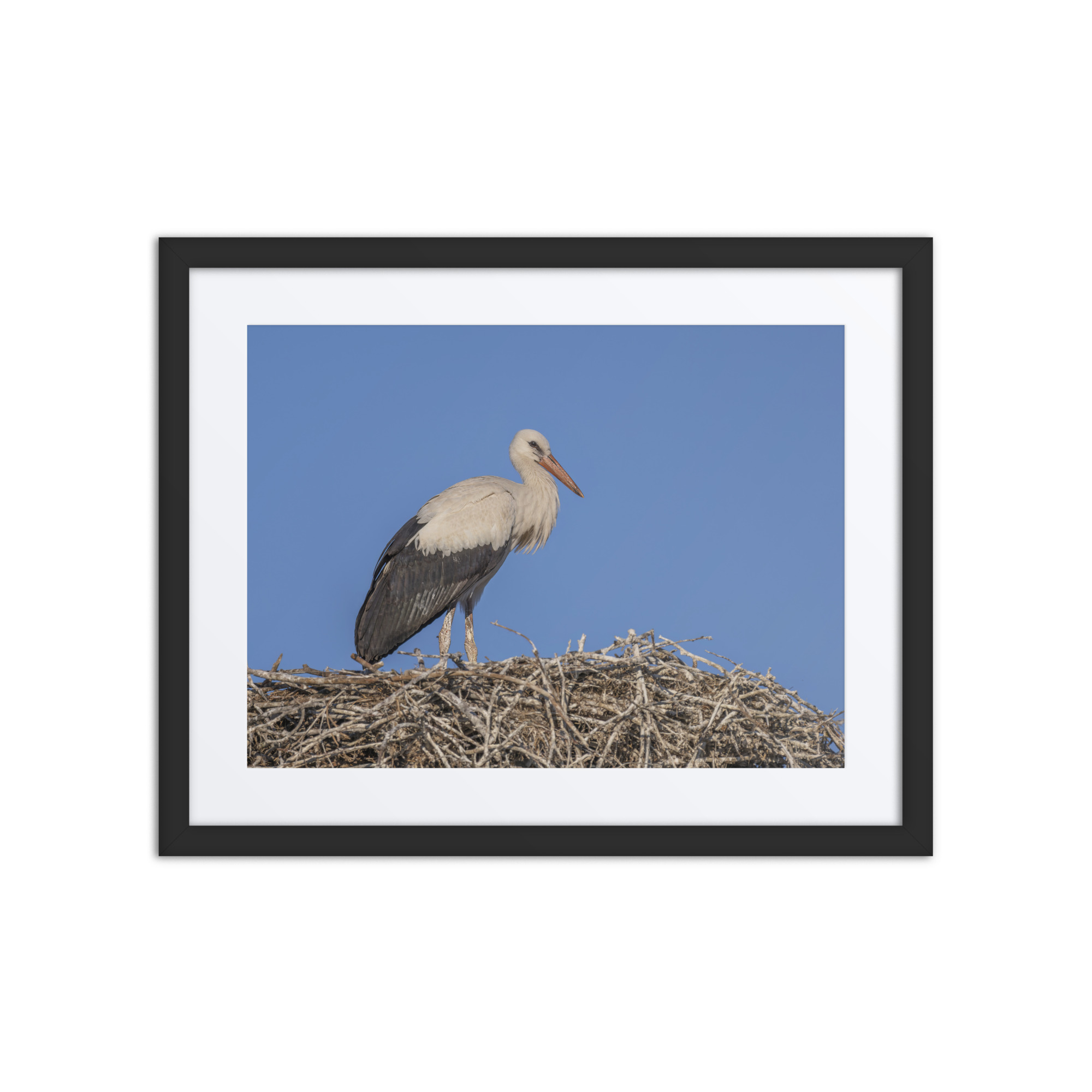 Juvenile White stork! Framed mat poster - Image 3