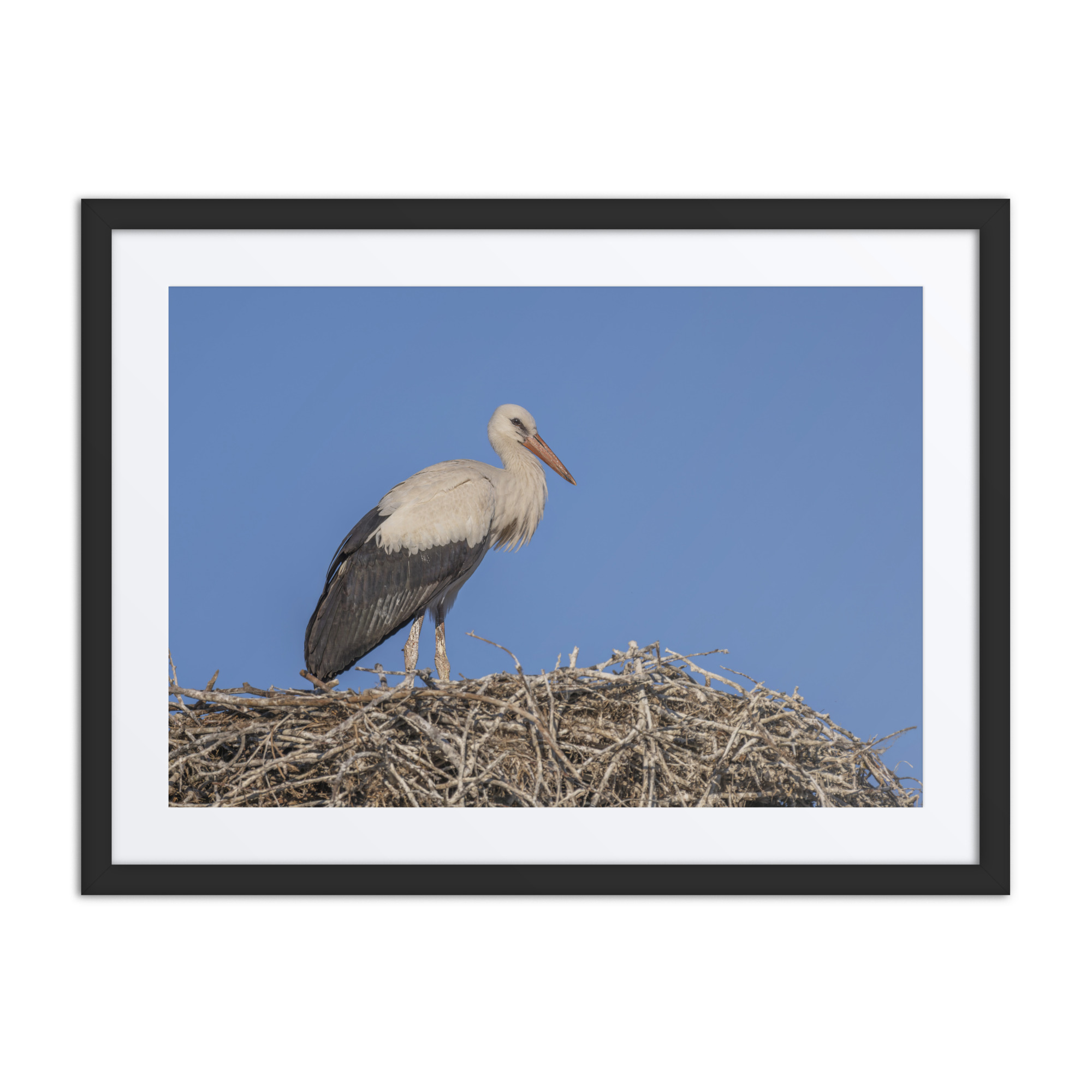 Juvenile White stork! Framed mat poster - Image 4