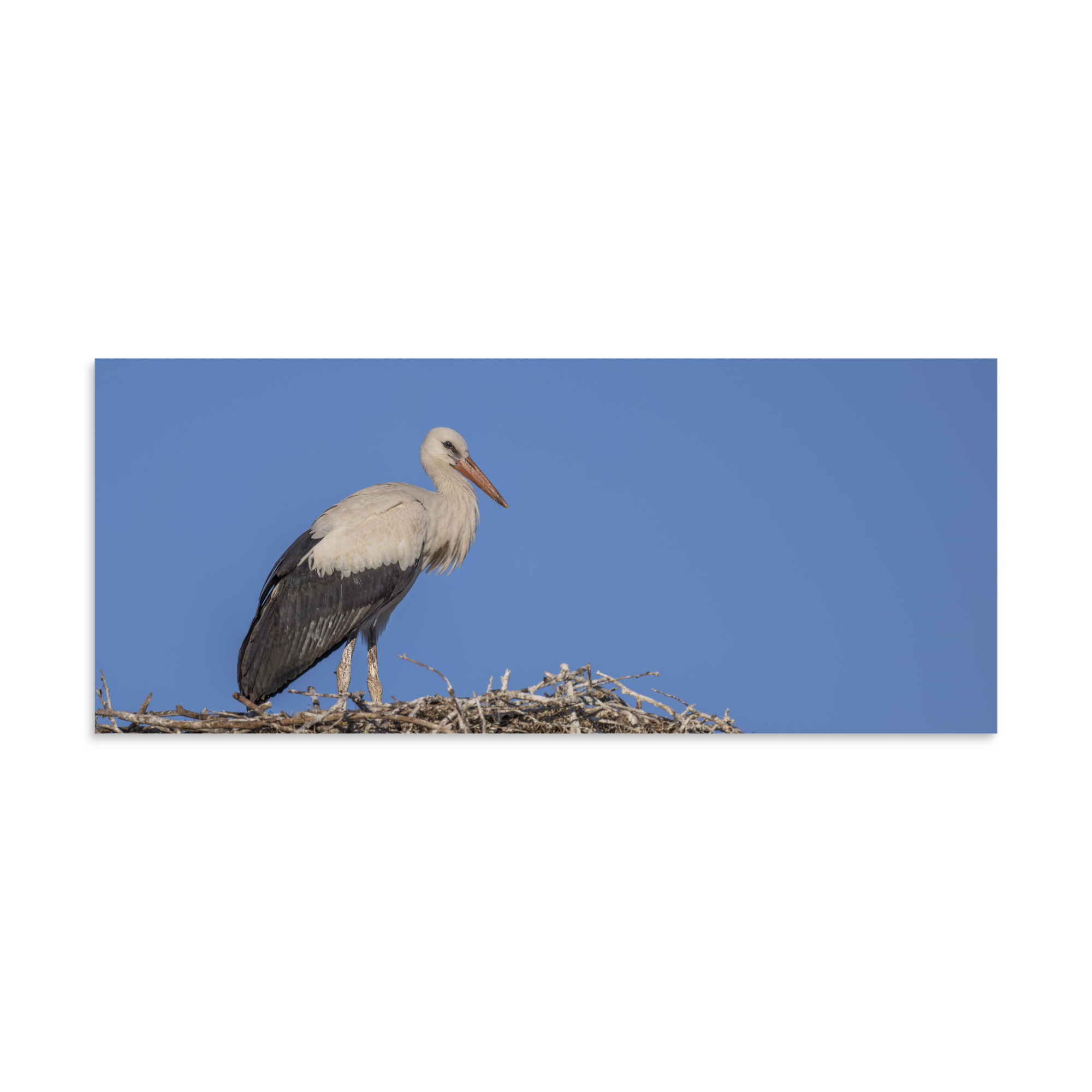 Juvenile White stork! Photo paper poster - Image 5