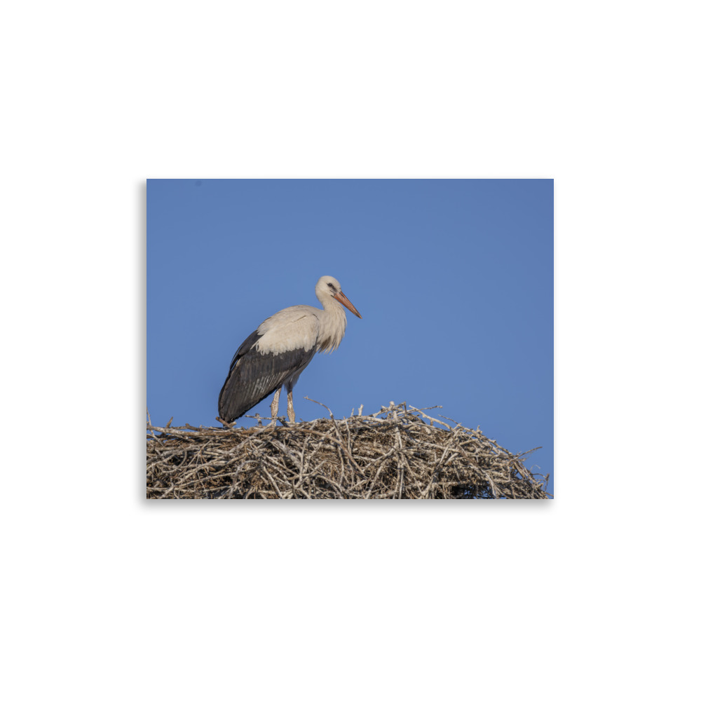 Juvenile White stork! Photo paper poster - Image 6