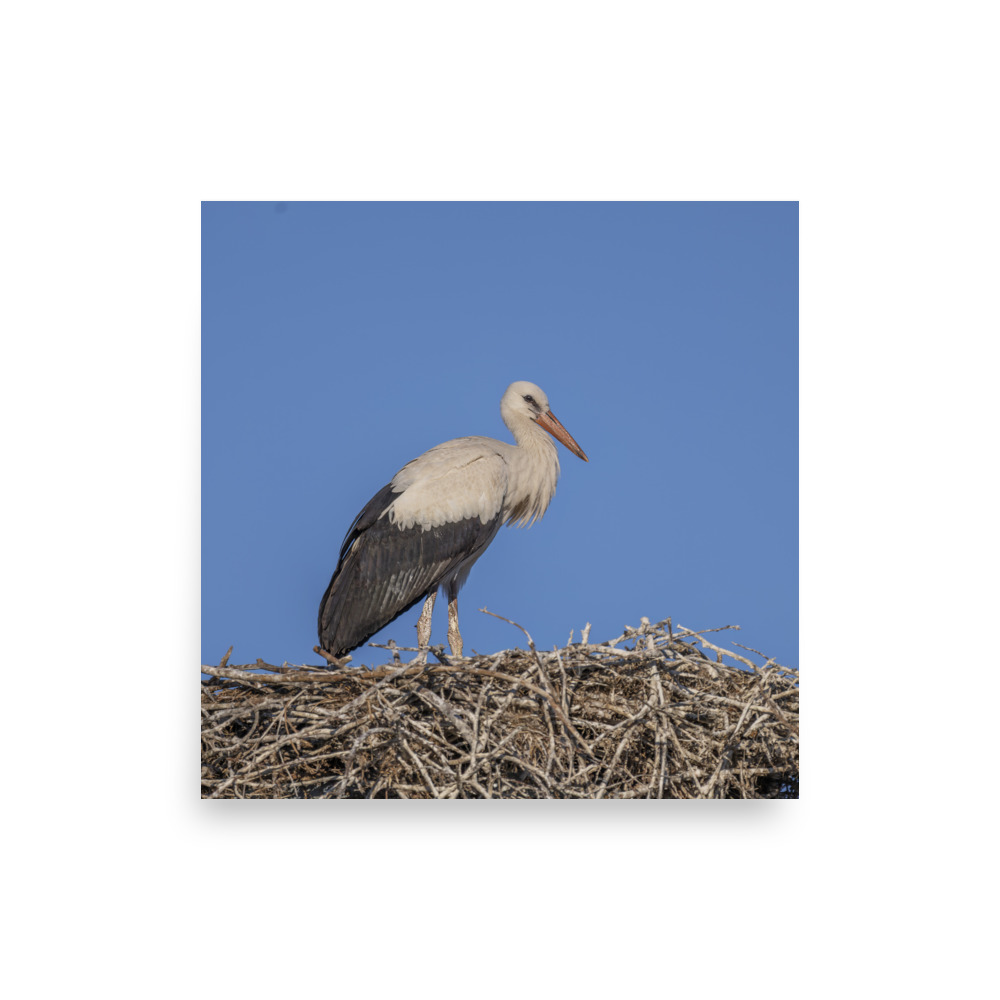 Juvenile White stork! Photo paper poster - Image 8