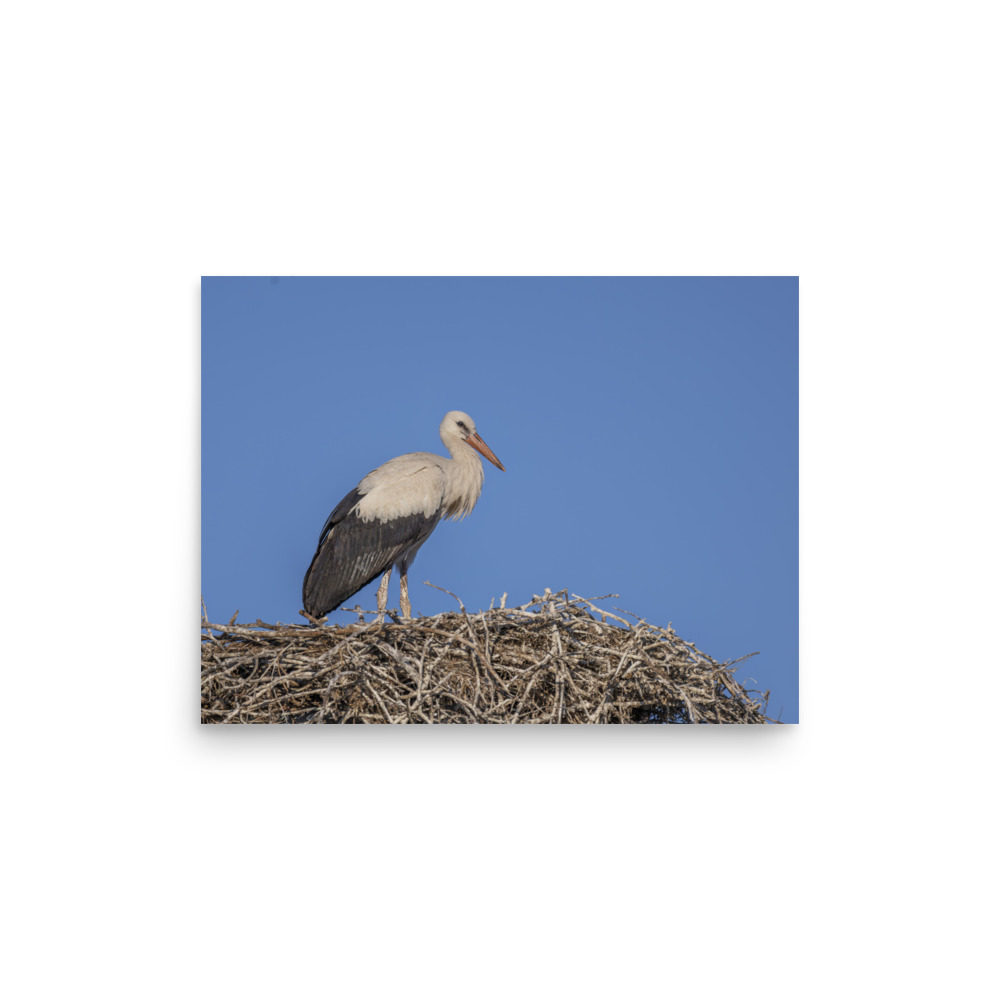 Juvenile White stork! Photo paper poster - Image 9