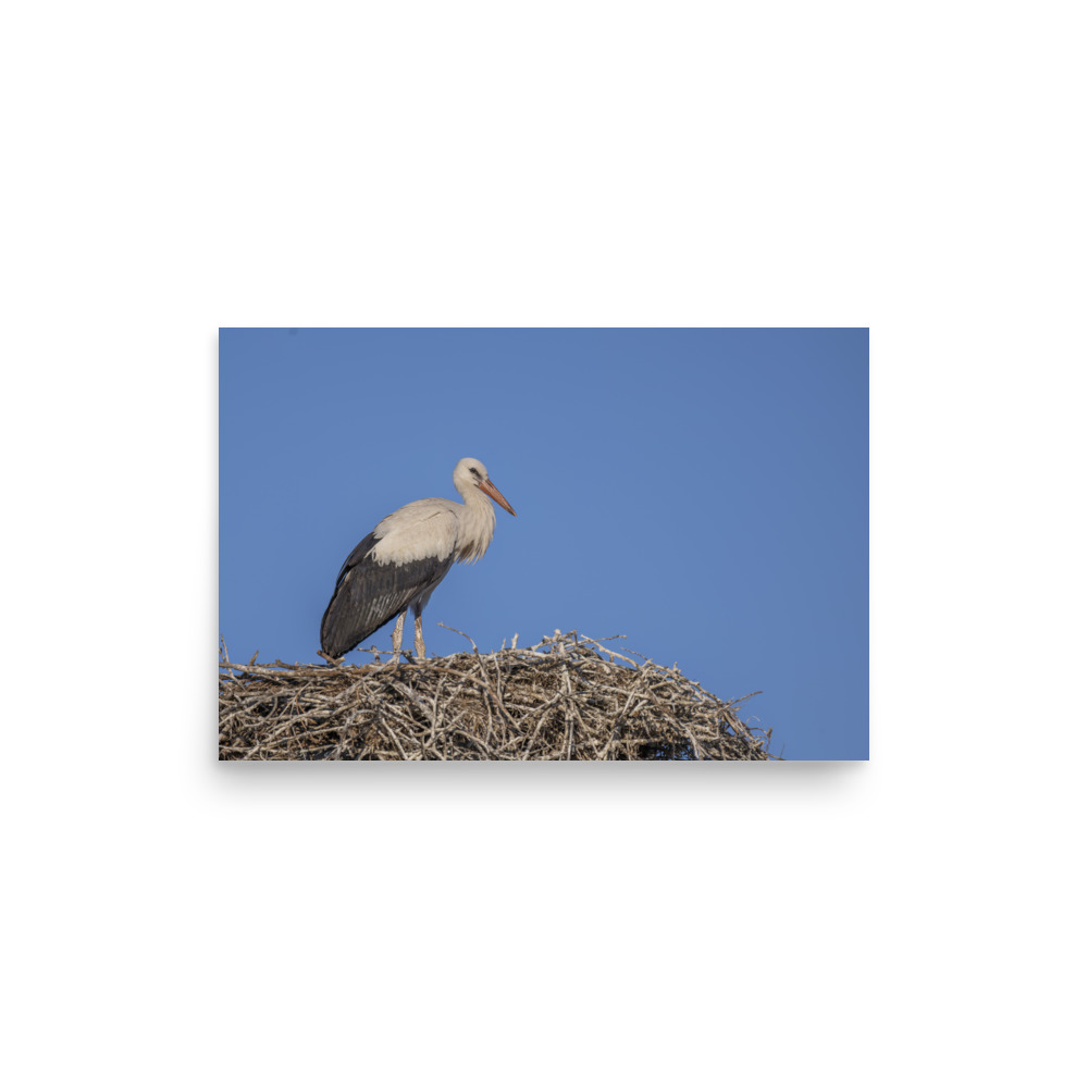 Juvenile White stork! Photo paper poster - Image 10