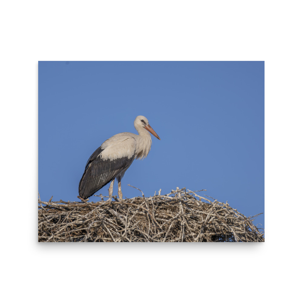 Juvenile White stork! Photo paper poster - Image 13