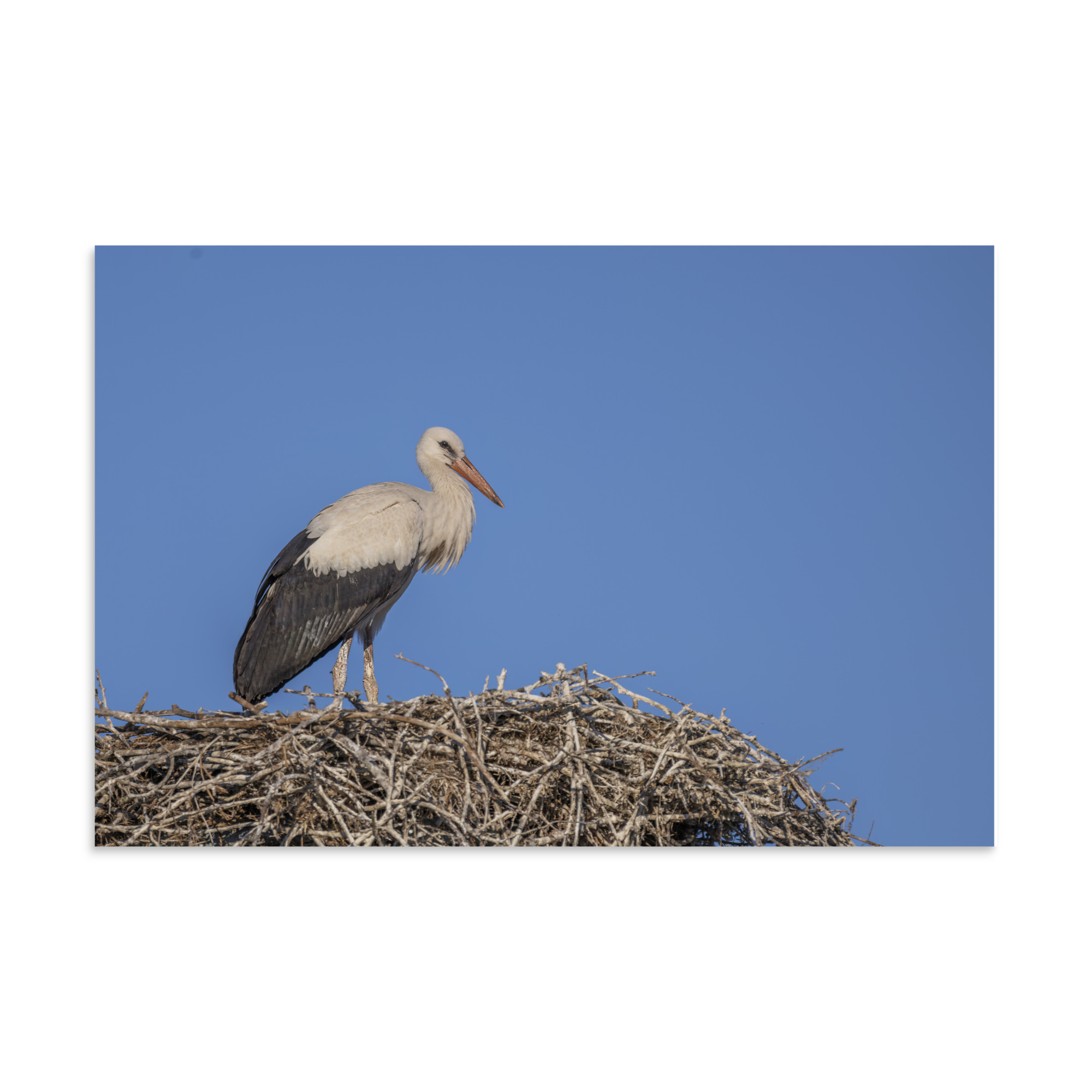 Juvenile White stork! Photo paper poster - Image 14
