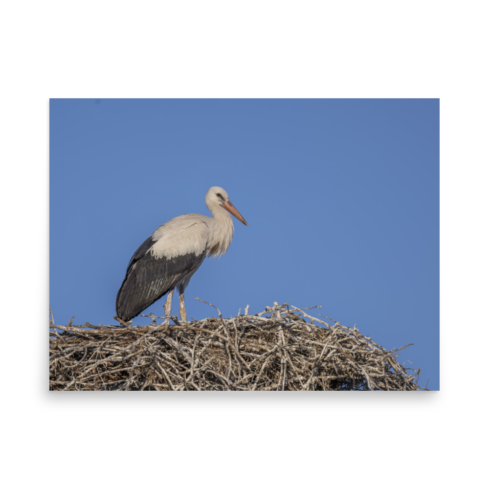 Juvenile White stork! Photo paper poster - Image 16