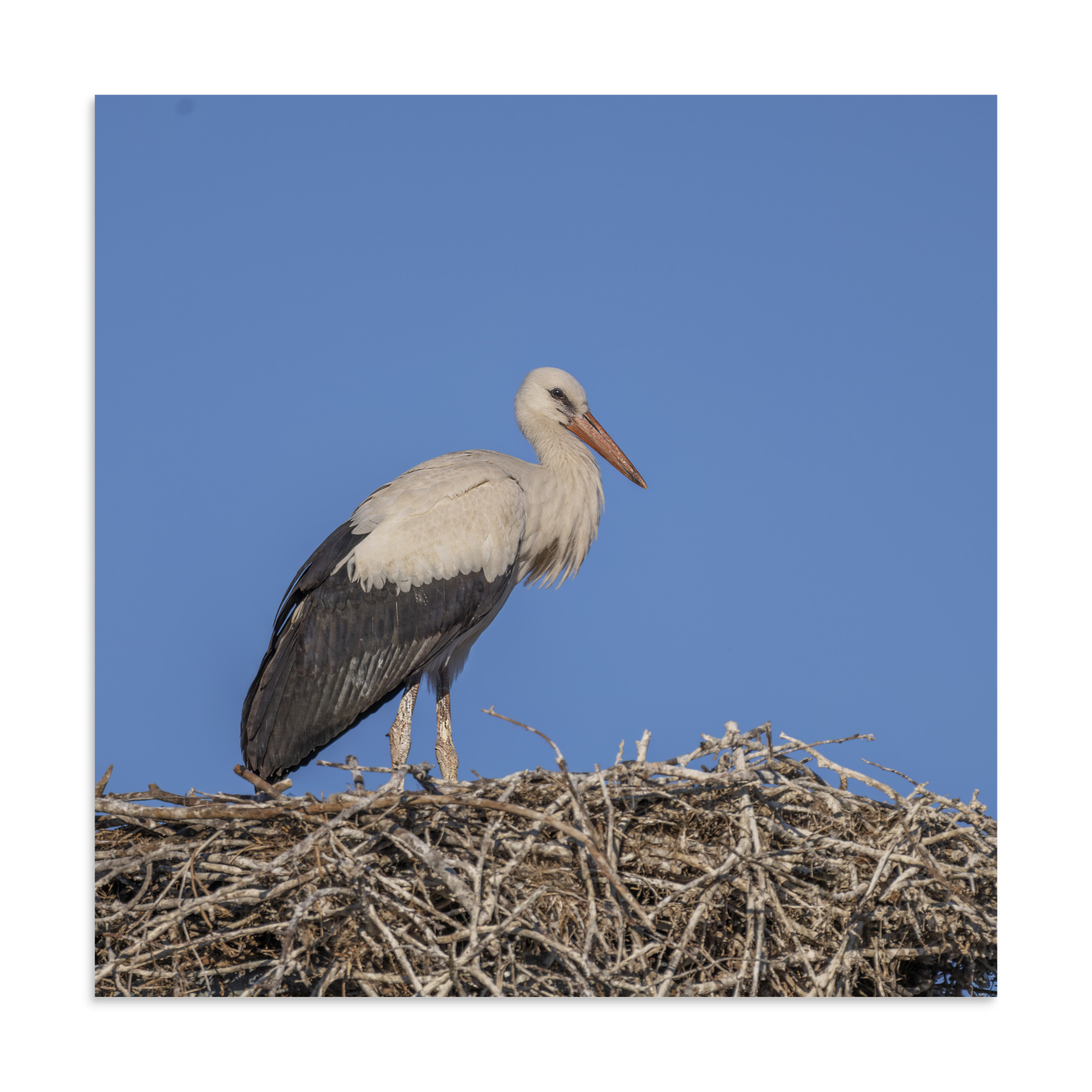 Juvenile White stork! Photo paper poster - Image 17