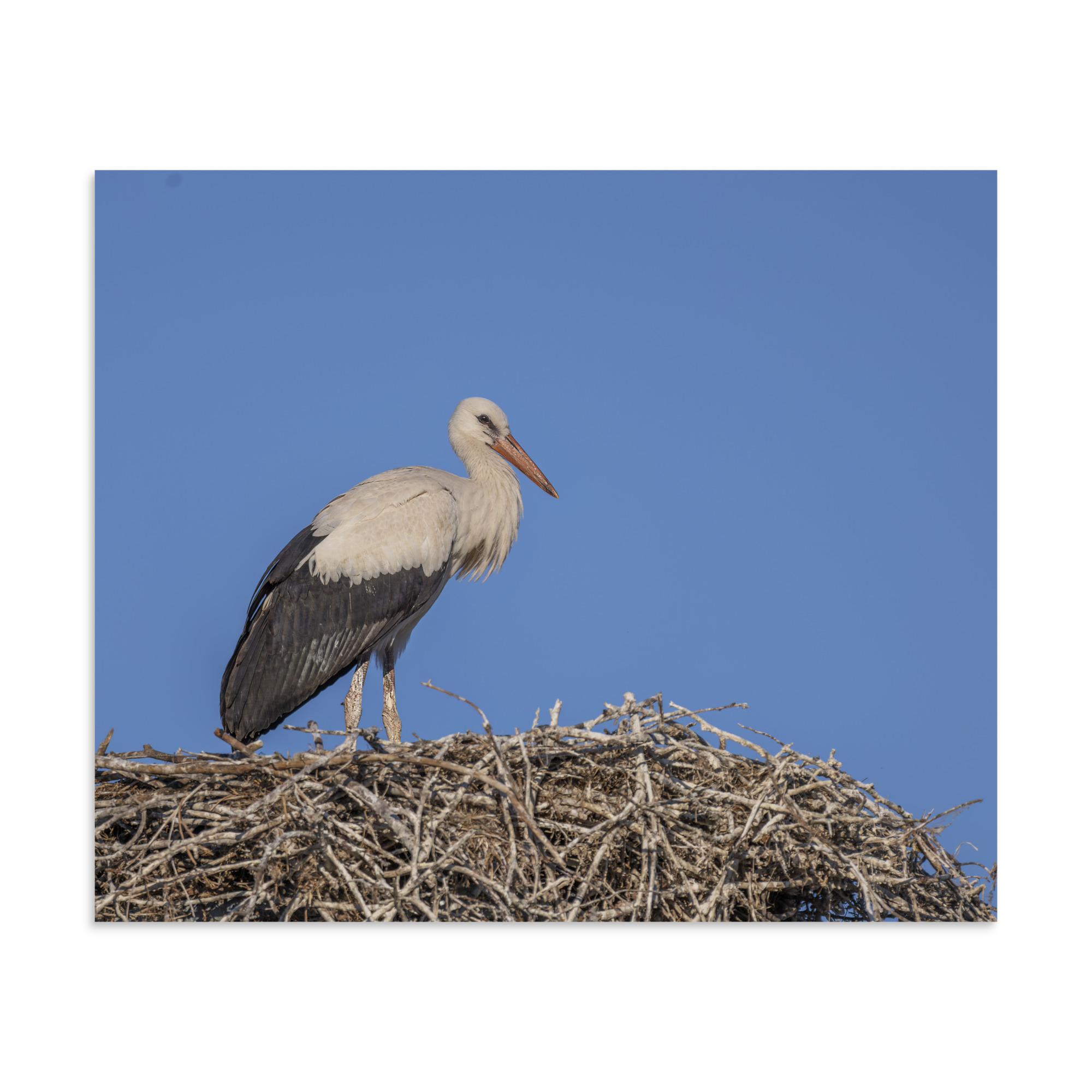 Juvenile White stork! Photo paper poster - Image 18