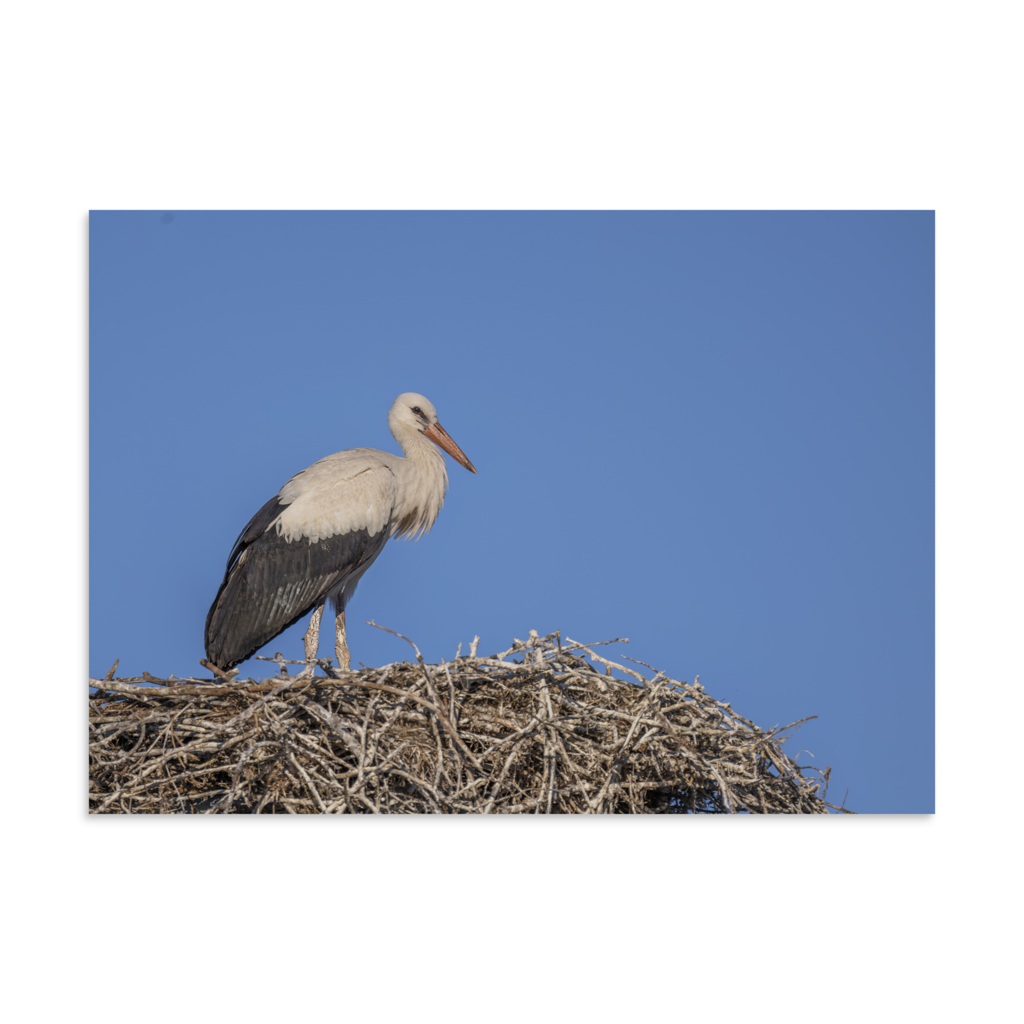 Juvenile White stork! Photo paper poster - Image 19