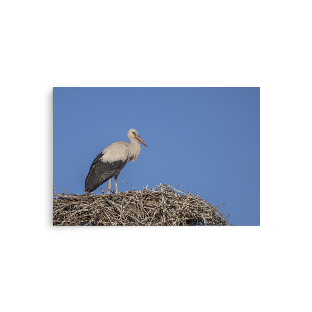 Juvenile White stork! Photo paper poster - Image 2