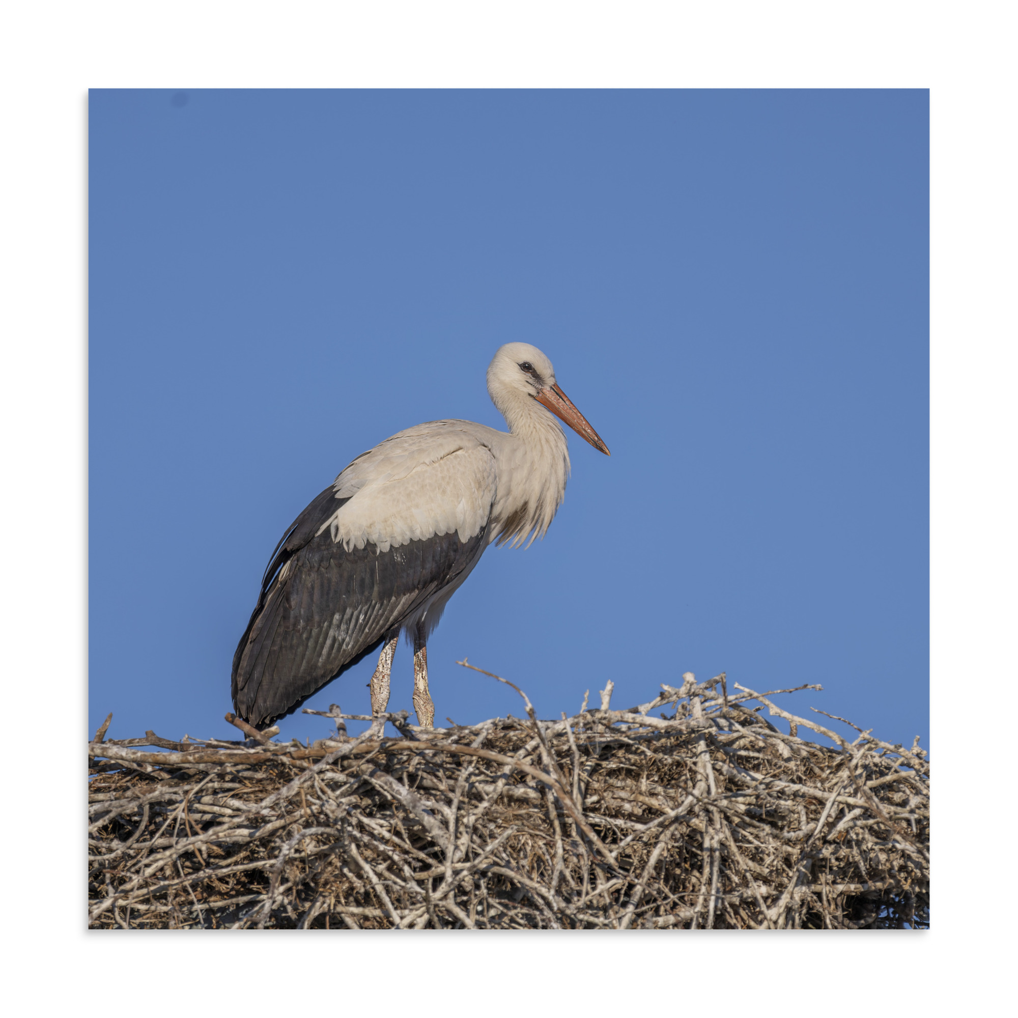 Juvenile White stork! Photo paper poster - Image 20