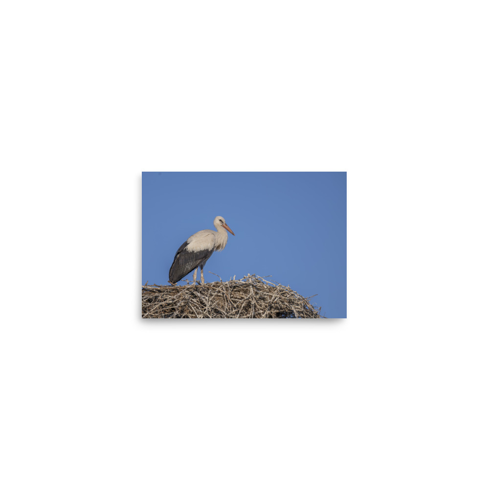 Juvenile White stork! Photo paper poster - Image 3