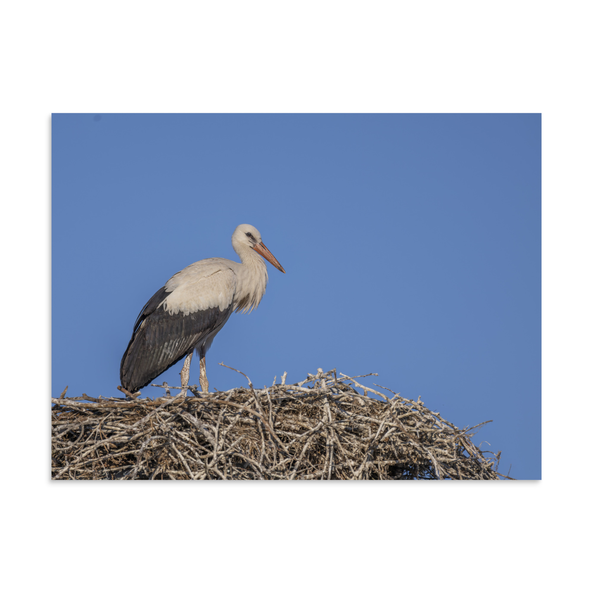 Juvenile White stork! Photo paper poster - Image 21