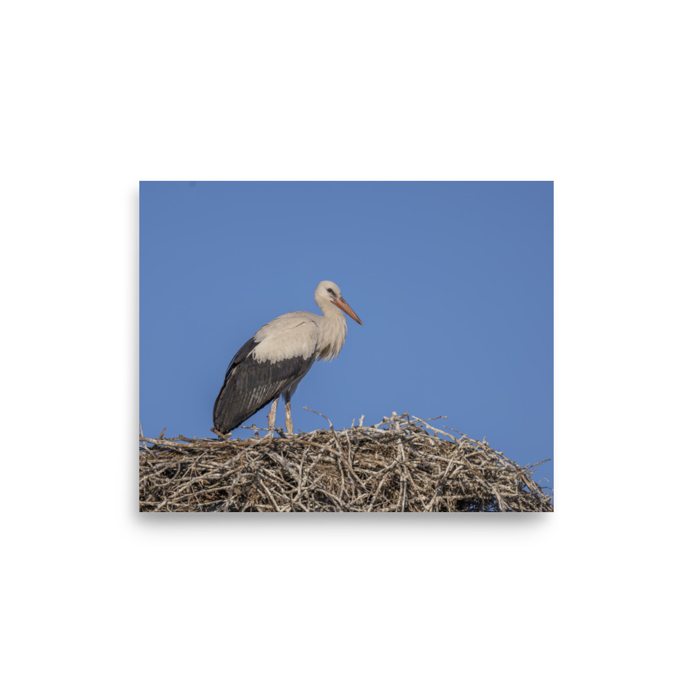 Juvenile White stork! Photo paper poster