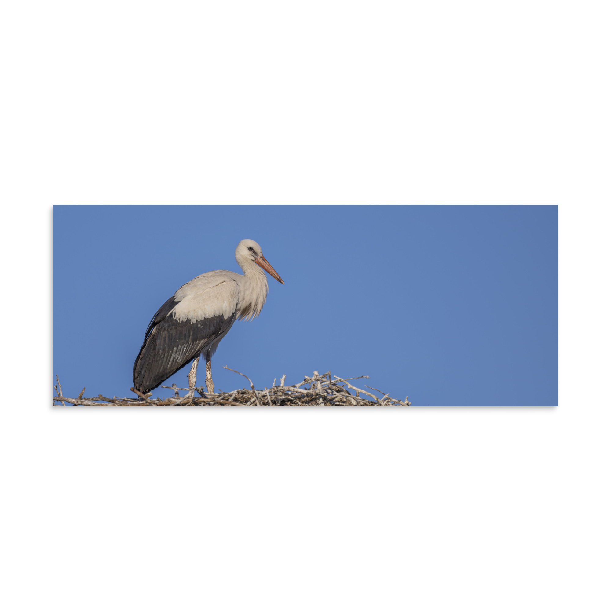 Juvenile White stork! Photo paper poster - Image 23