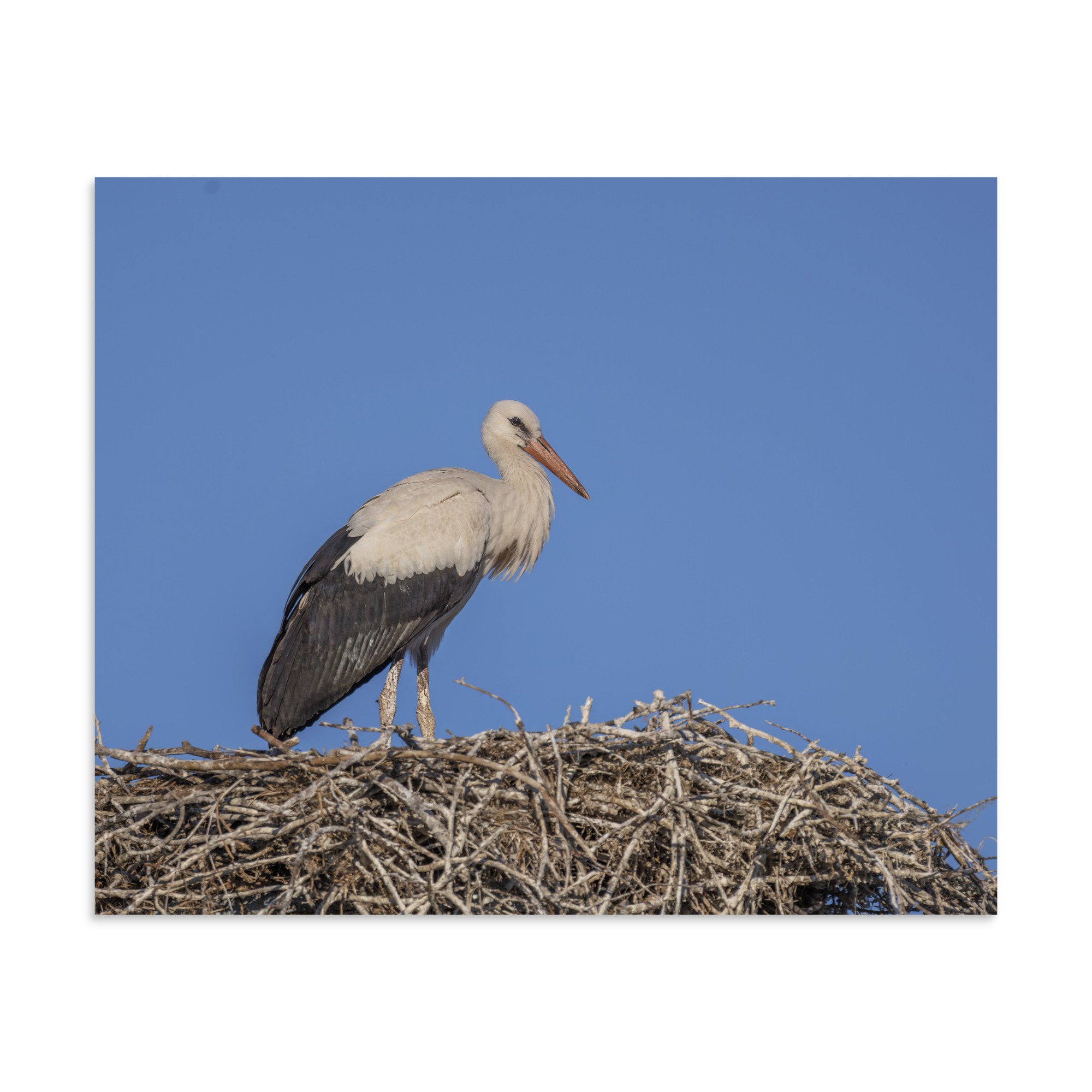 Juvenile White stork! Photo paper poster - Image 24
