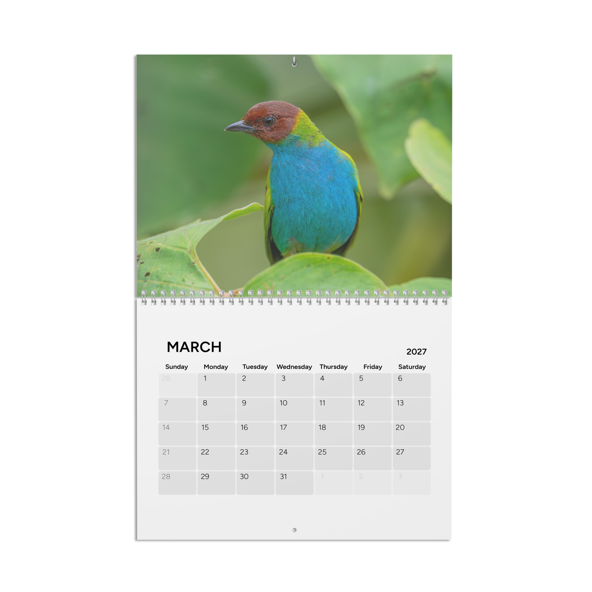 2027 Wall Calendar with high resolution images of Birds and Mammals in their natural habitat - Image 4