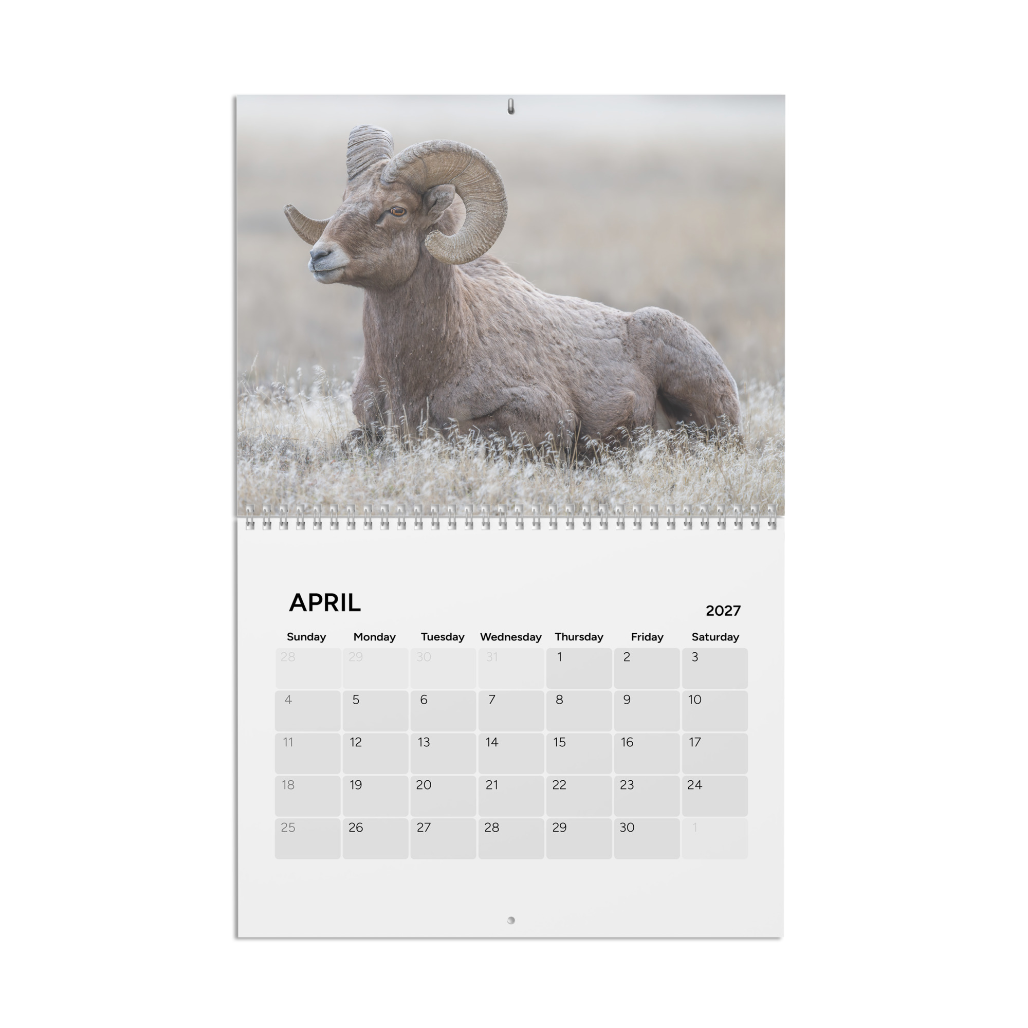 2027 Wall Calendar with high resolution images of Birds and Mammals in their natural habitat - Image 5