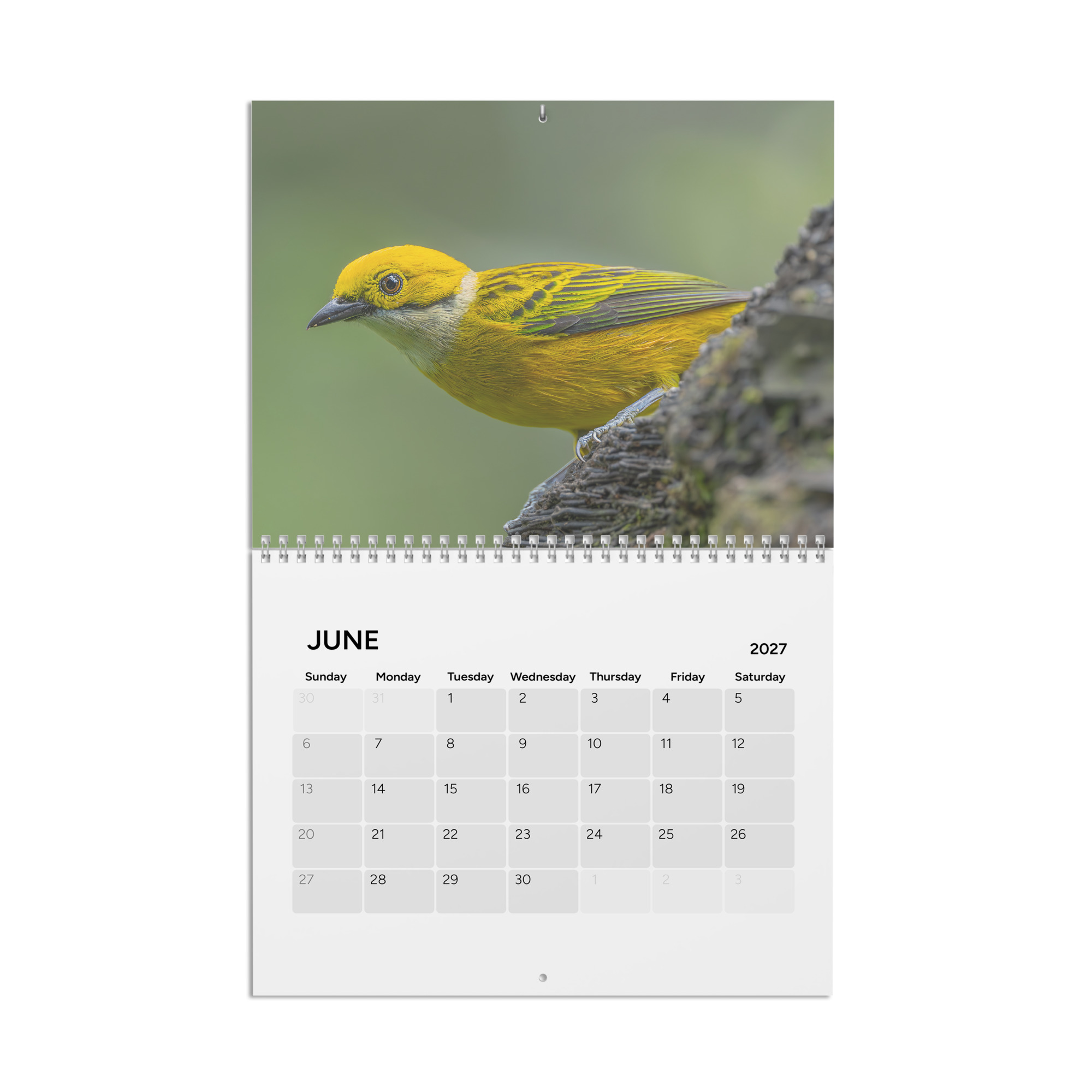 2027 Wall Calendar with high resolution images of Birds and Mammals in their natural habitat - Image 7
