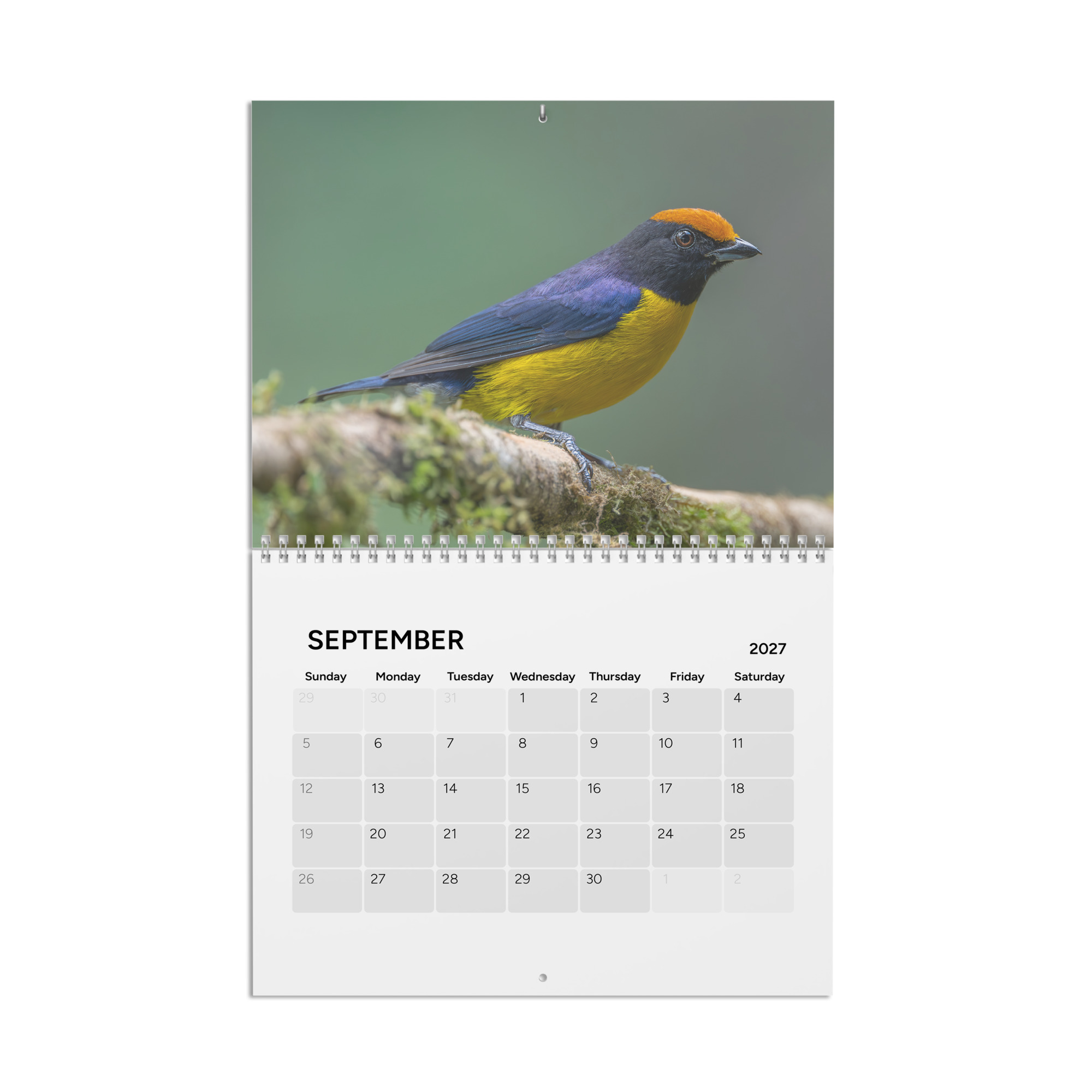 2027 Wall Calendar with high resolution images of Birds and Mammals in their natural habitat - Image 10