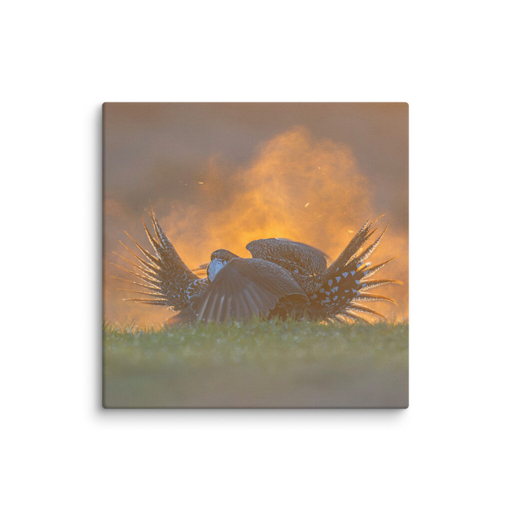 Sage Grouse Fight! Canvas