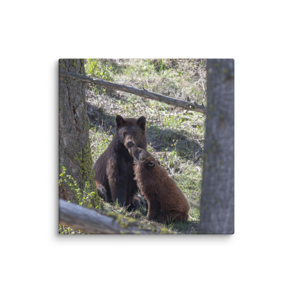 Cinnamon bear! Canvas