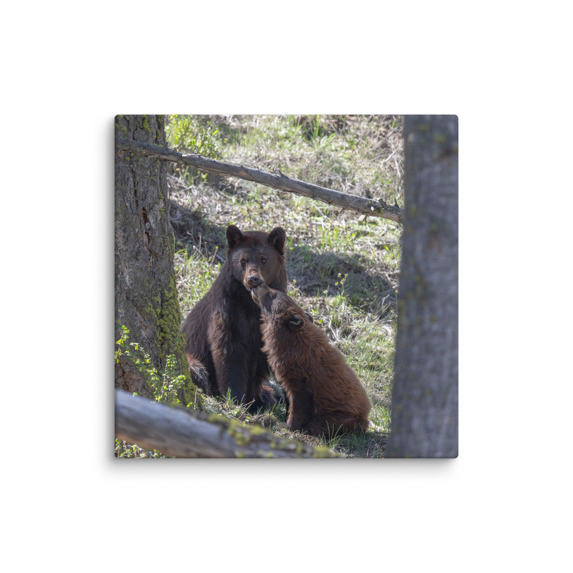 Cinnamon bear! Canvas