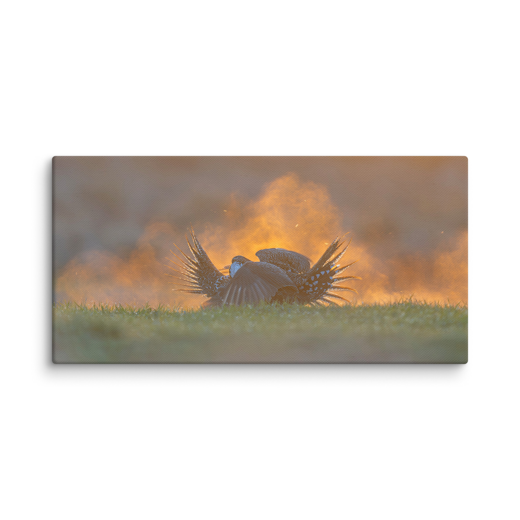 Sage Grouse Fight! Canvas - Image 2